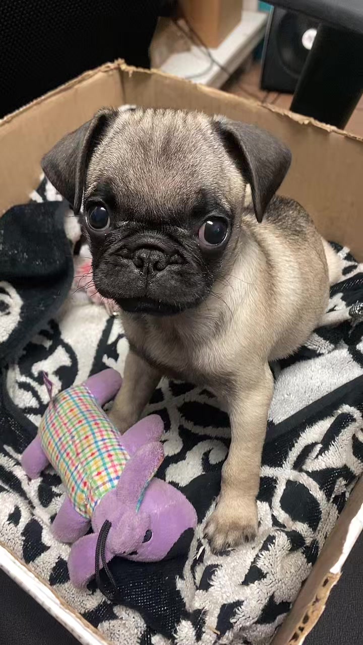 @Puggo ❤️