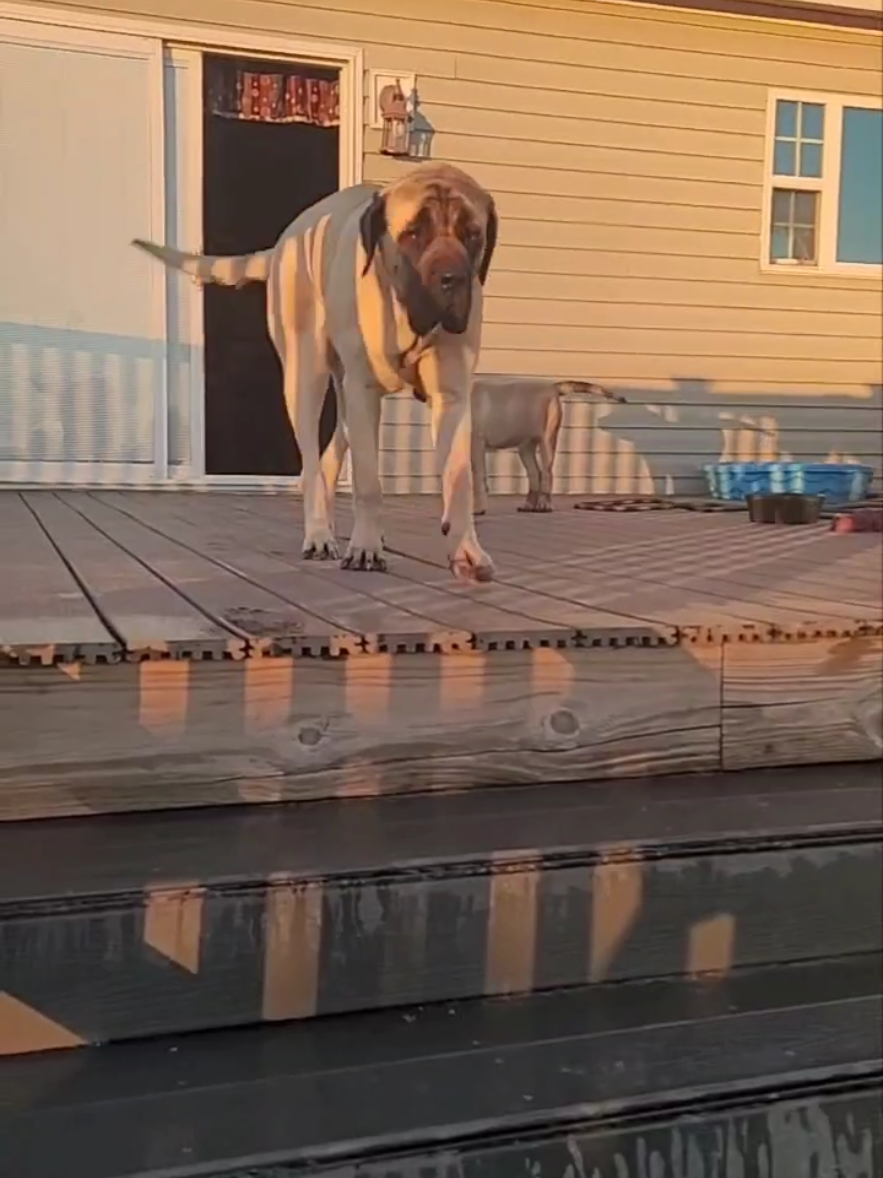 @Big Paw Mastiffs