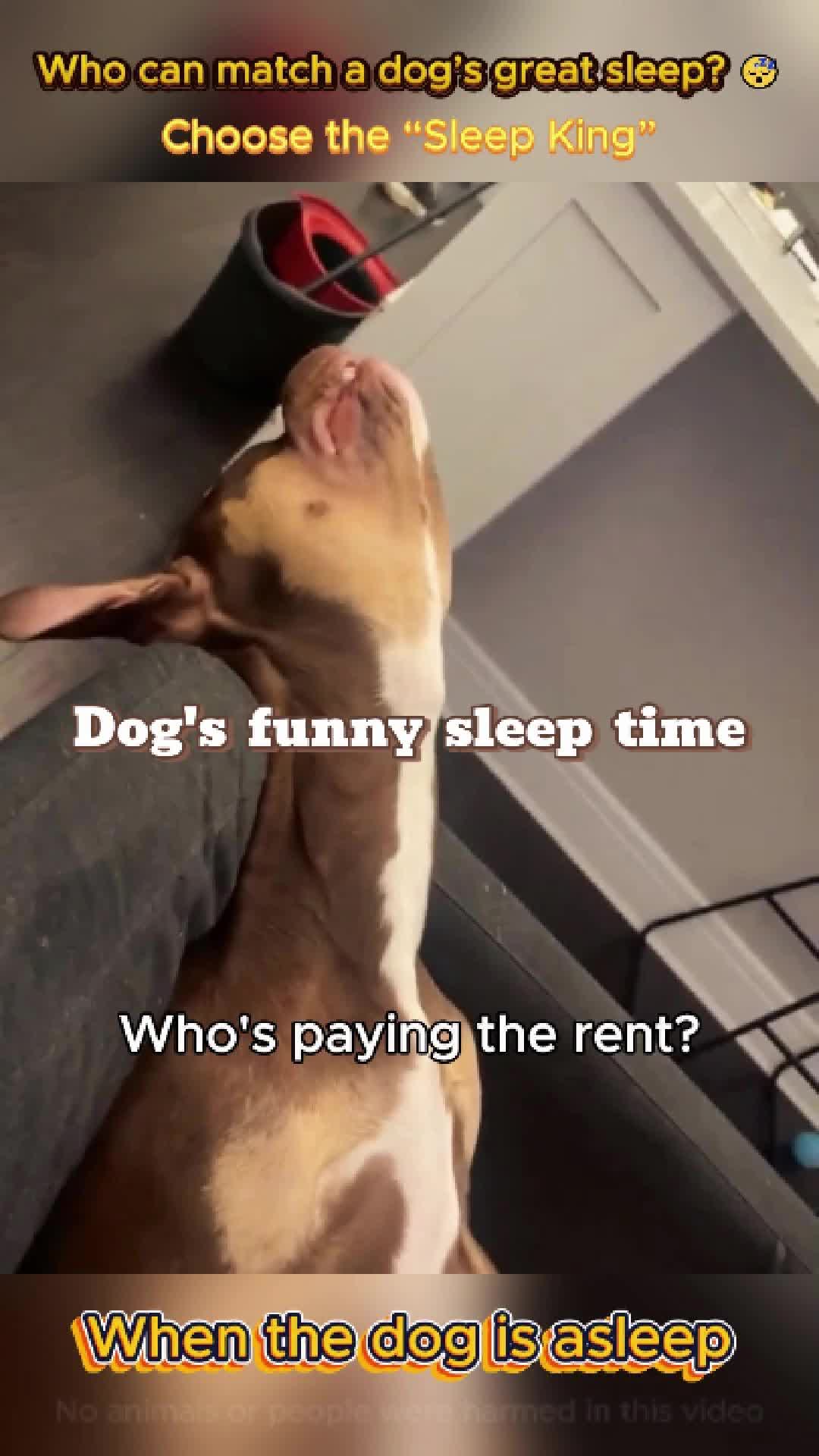 @pet.funny799