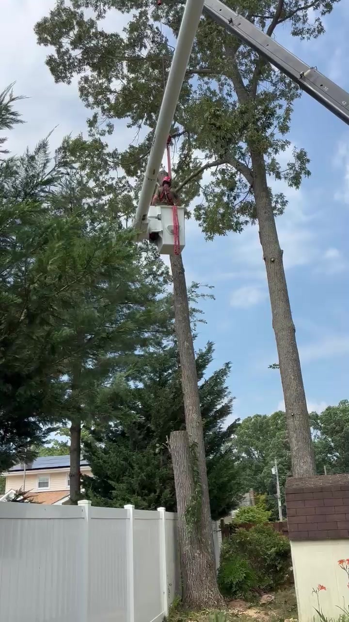 @Buzzsawtrees