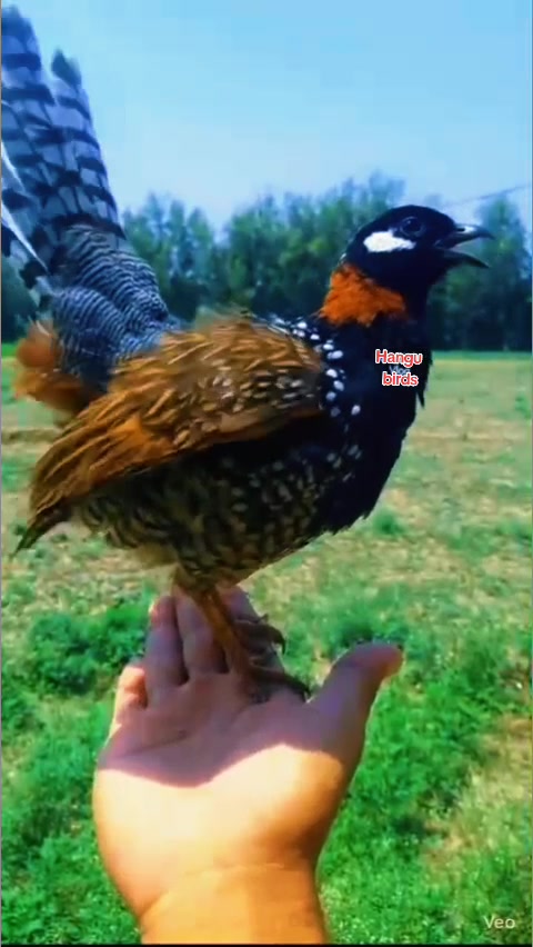 @★彡[ʜᴀɴɢᴜ ʙɪʀᴅꜱ]彡★