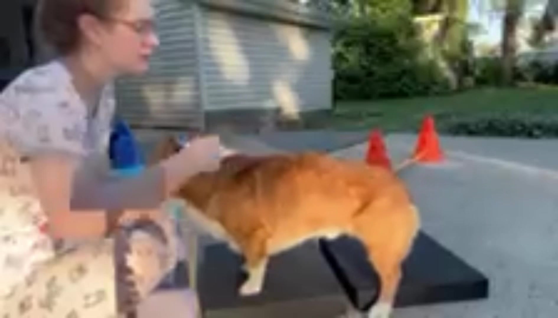 @South Jersey Corgi Rescue