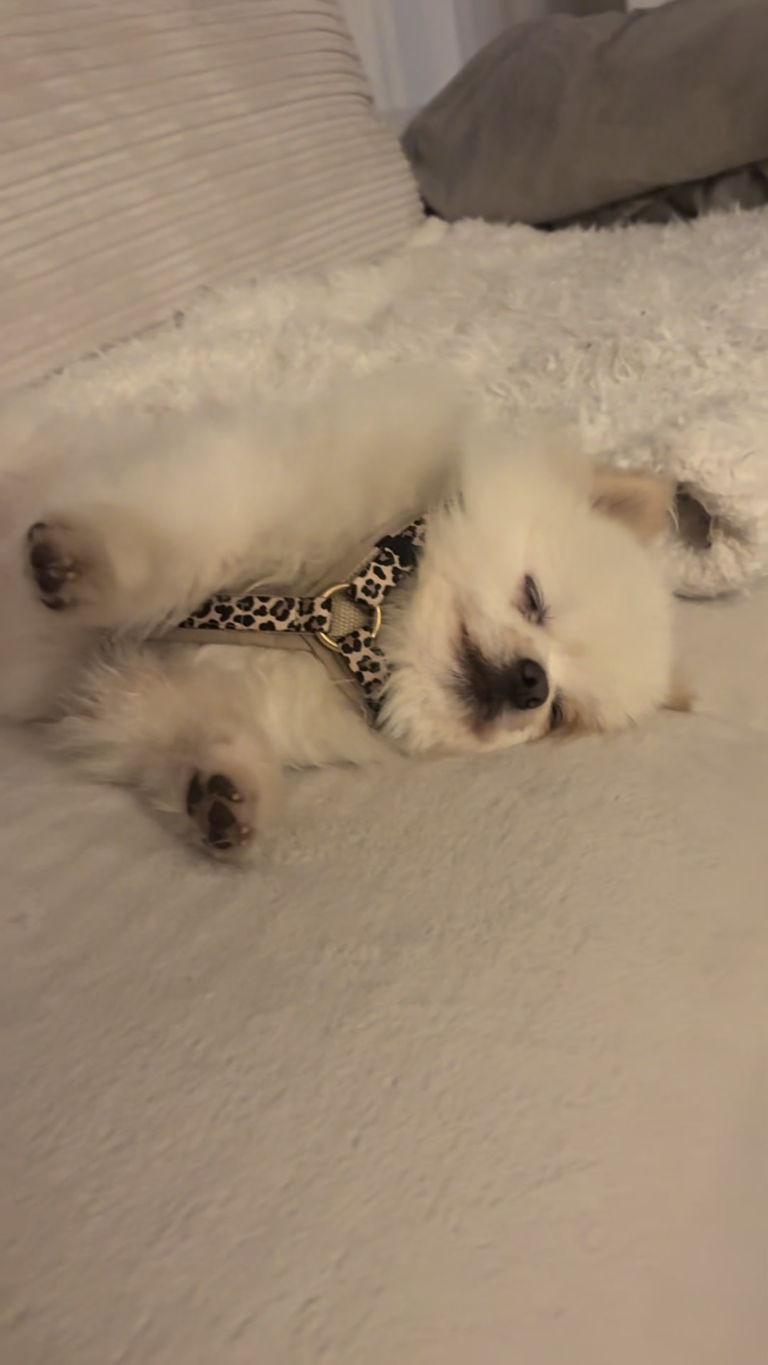 @dieKuschelpuschels🧸✨🩷
