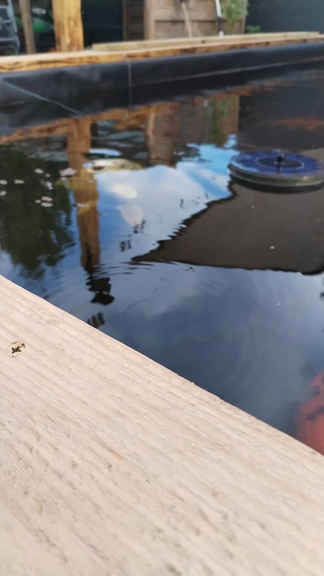 @koi 62