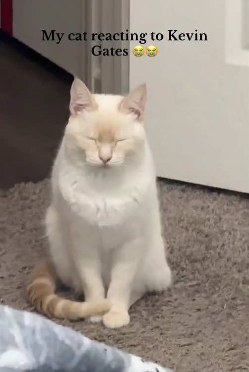 @Scare.funny.pets