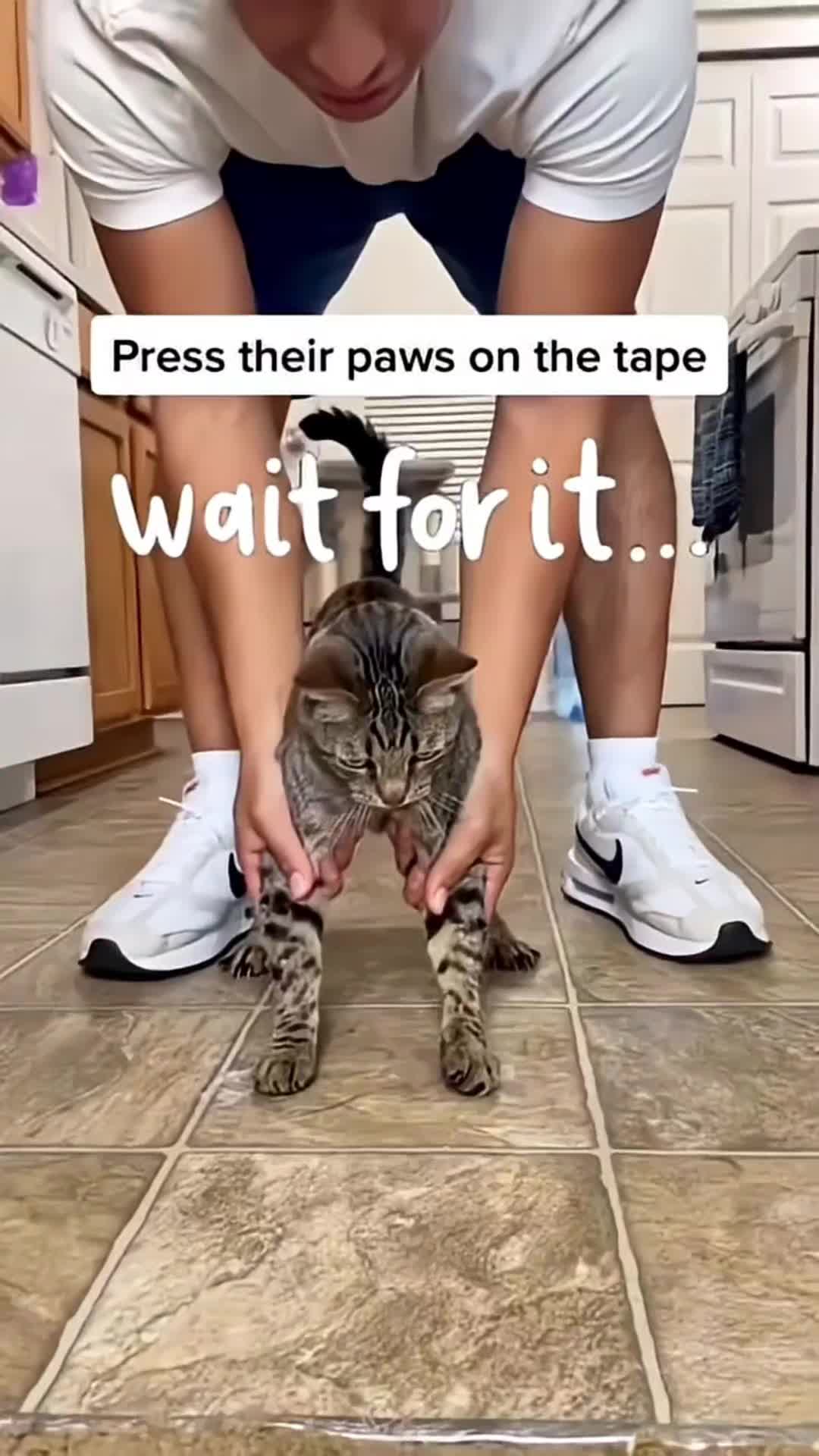@Funny Cats 🐈