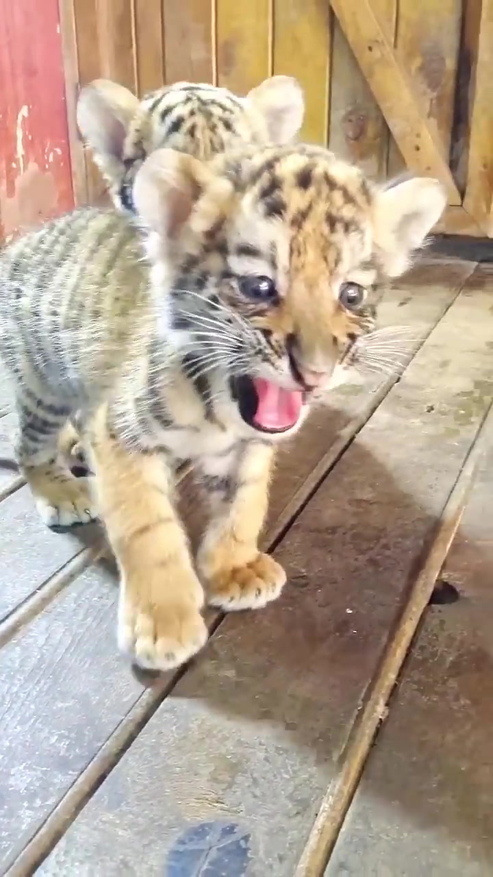 @Animal 🫶