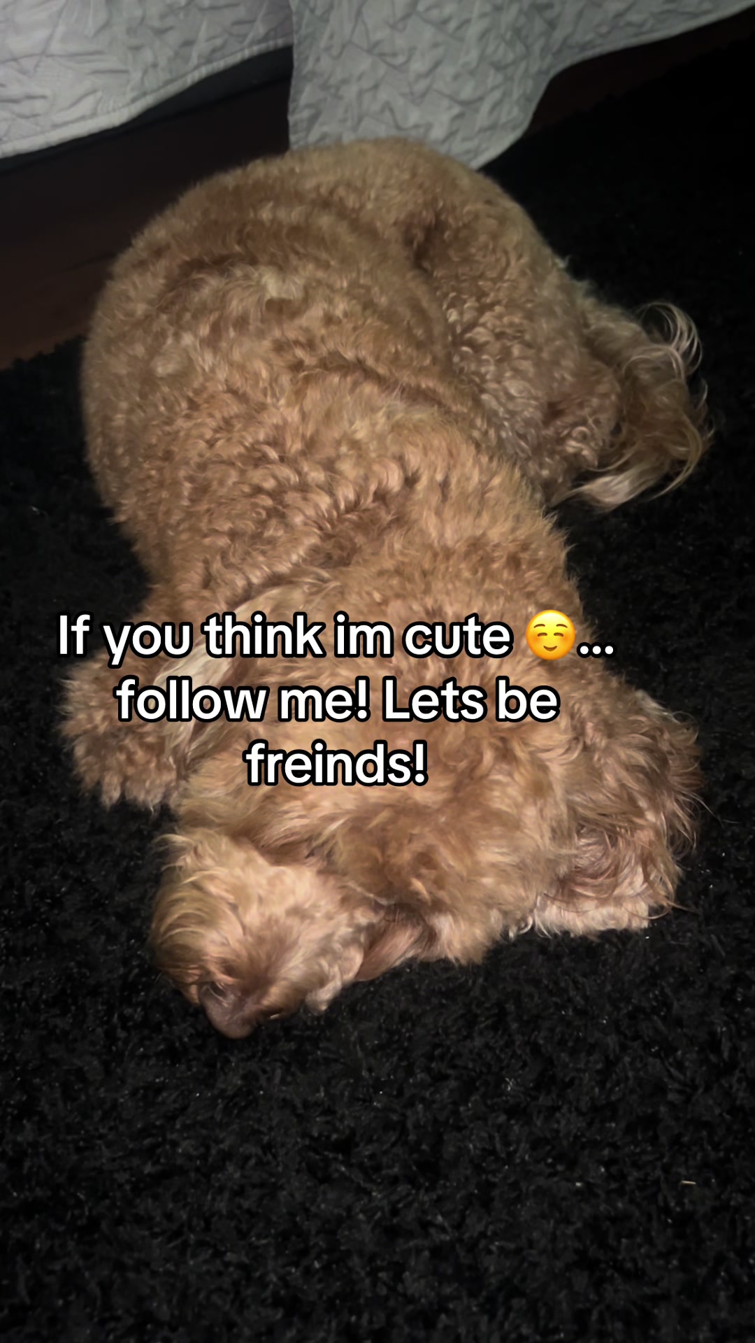 @Goldendoodlelover
