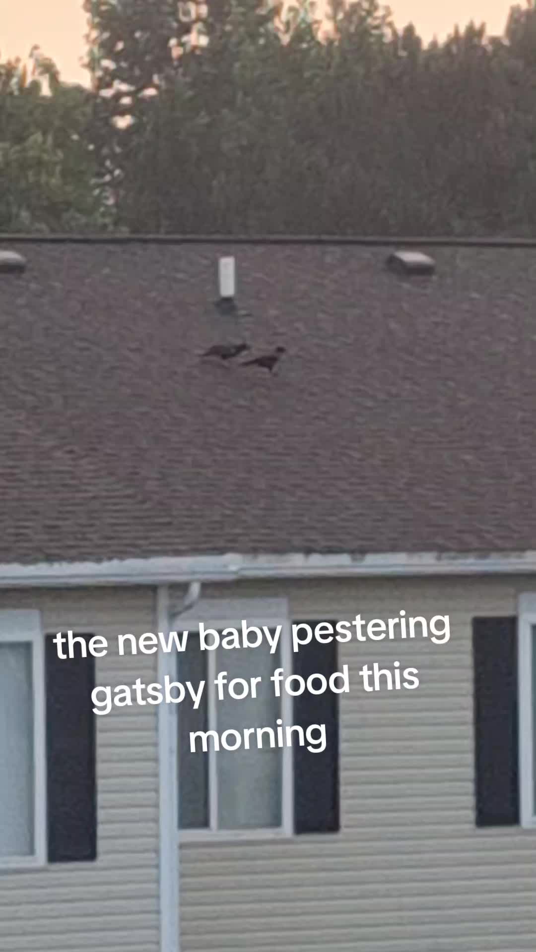 @🖤