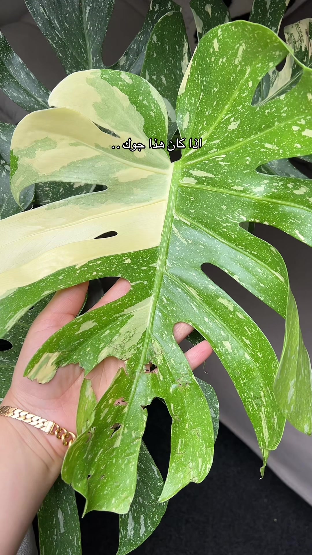@|١٤١٤ه الَبتُــــــــــولْ