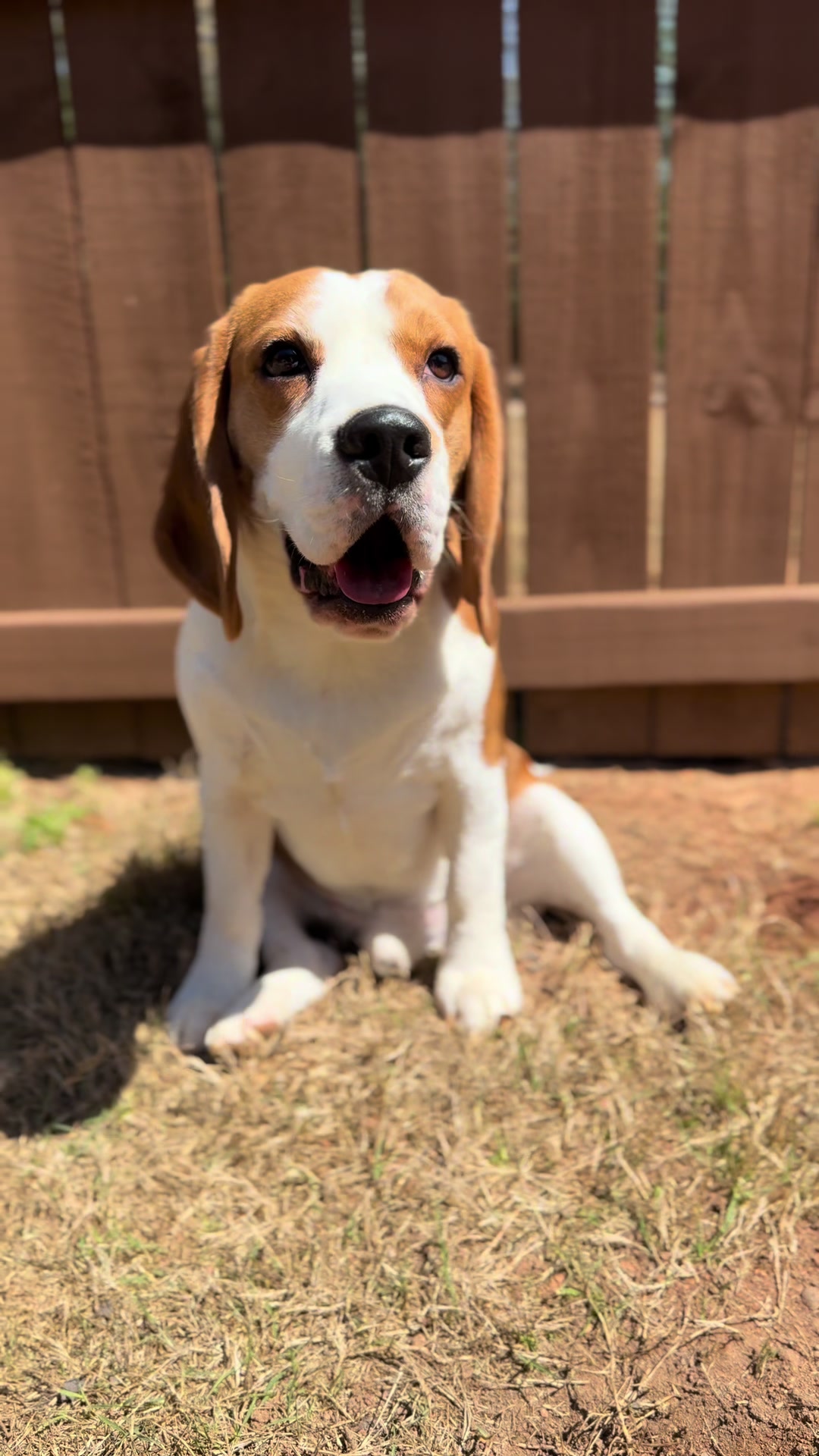 @Bogey the Beagle