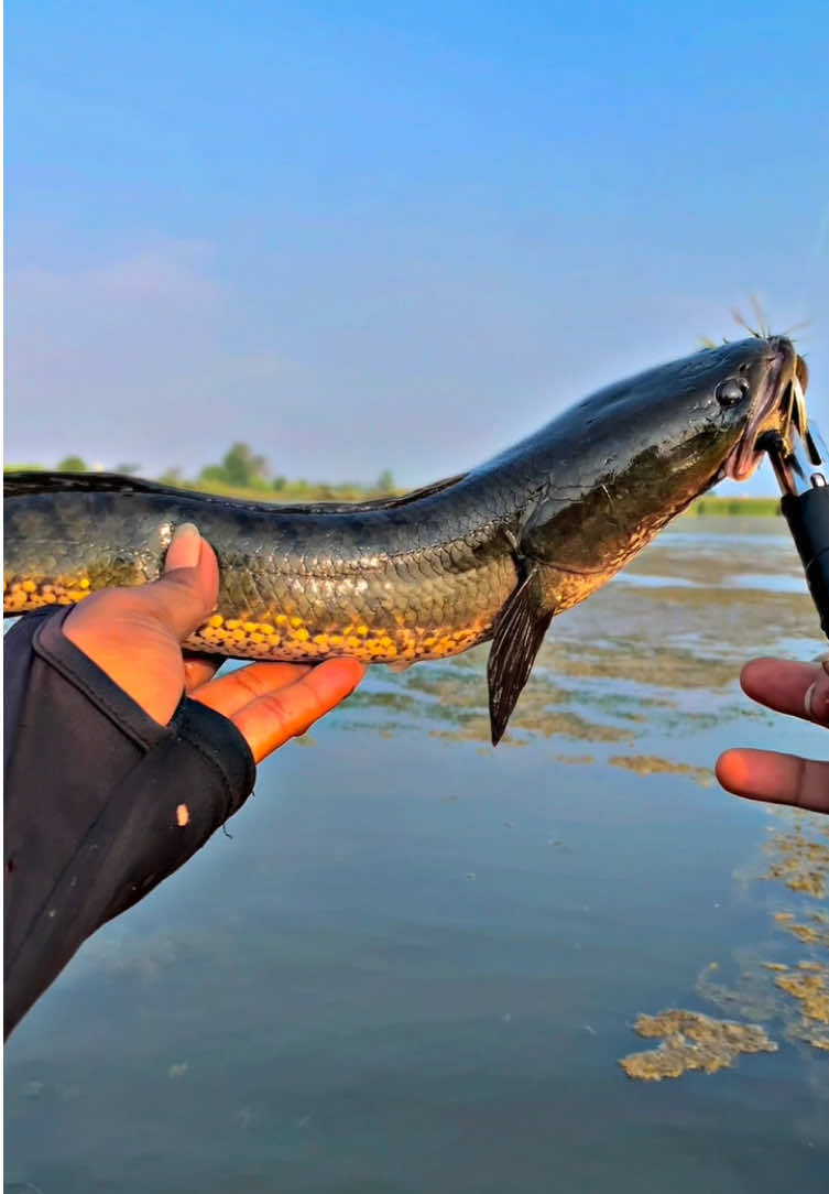 @MAFIA FISHING