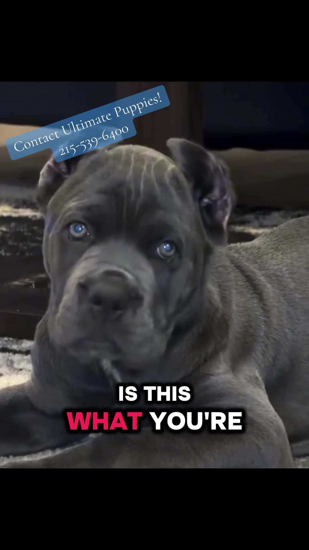 @Ultimate Puppies
