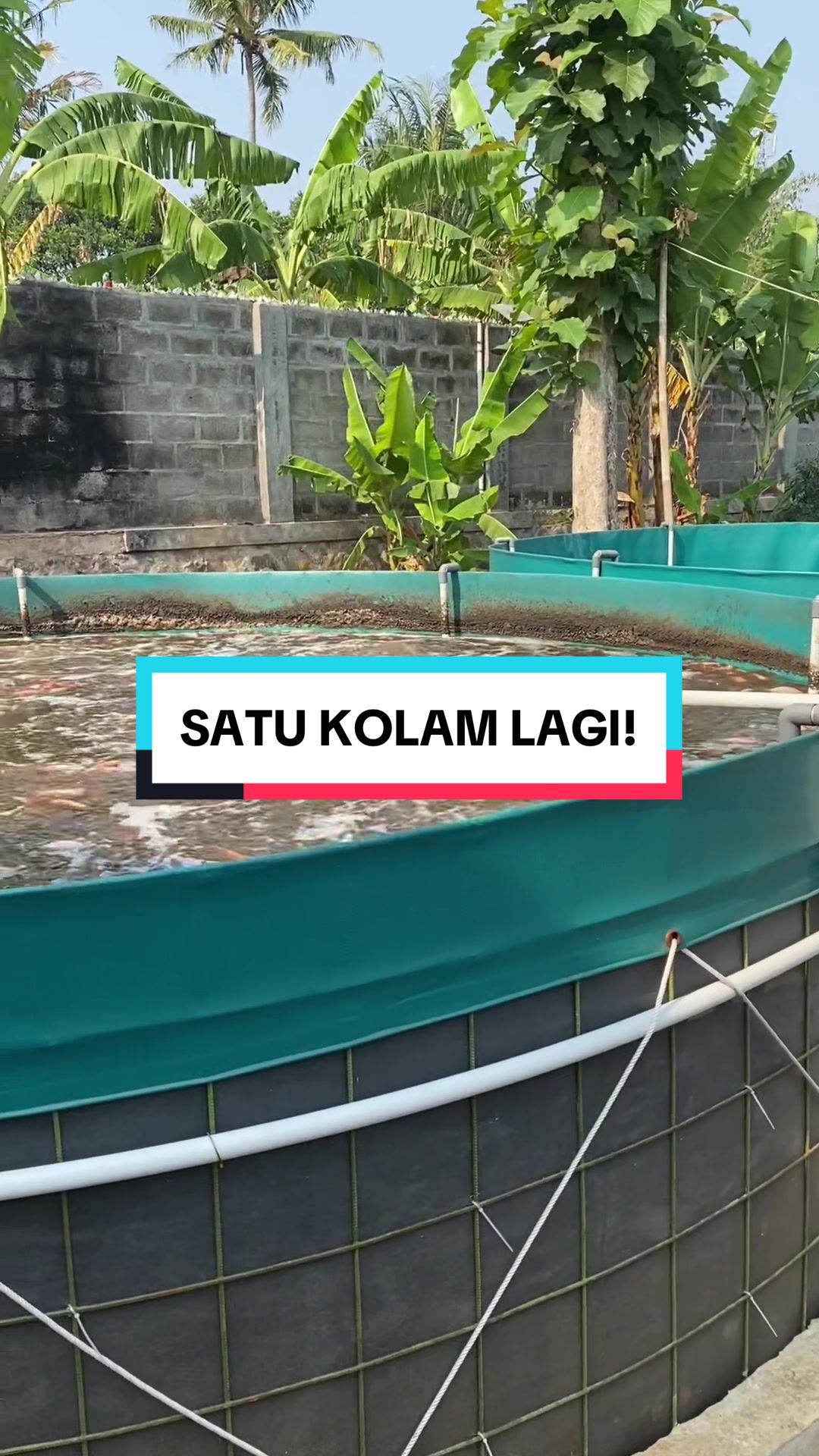 @Berkah Jaya Fish Farm