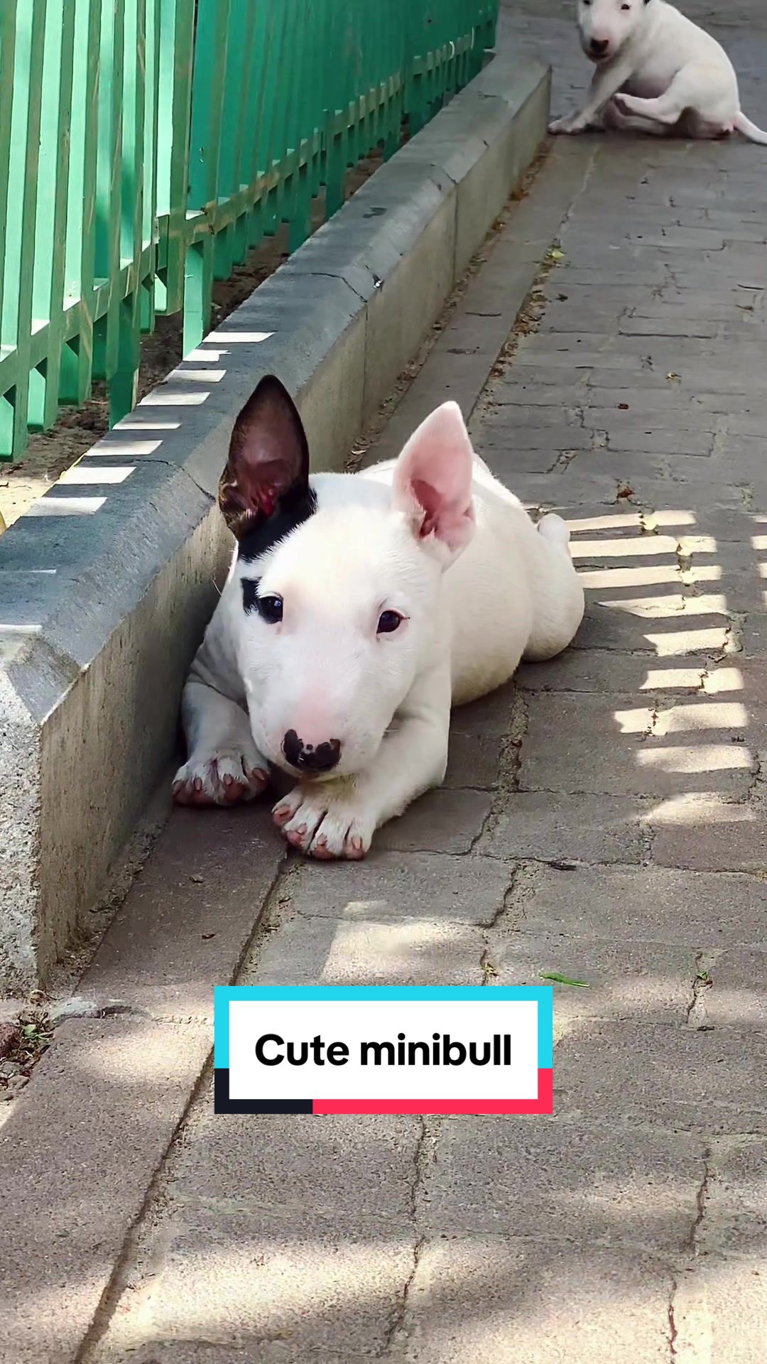 @Terra_Viva_minibullterrier