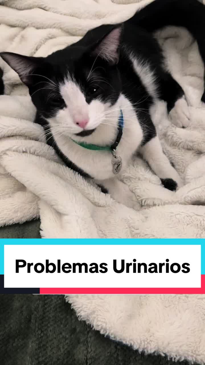 @Cosas de mis gatos 🐱
