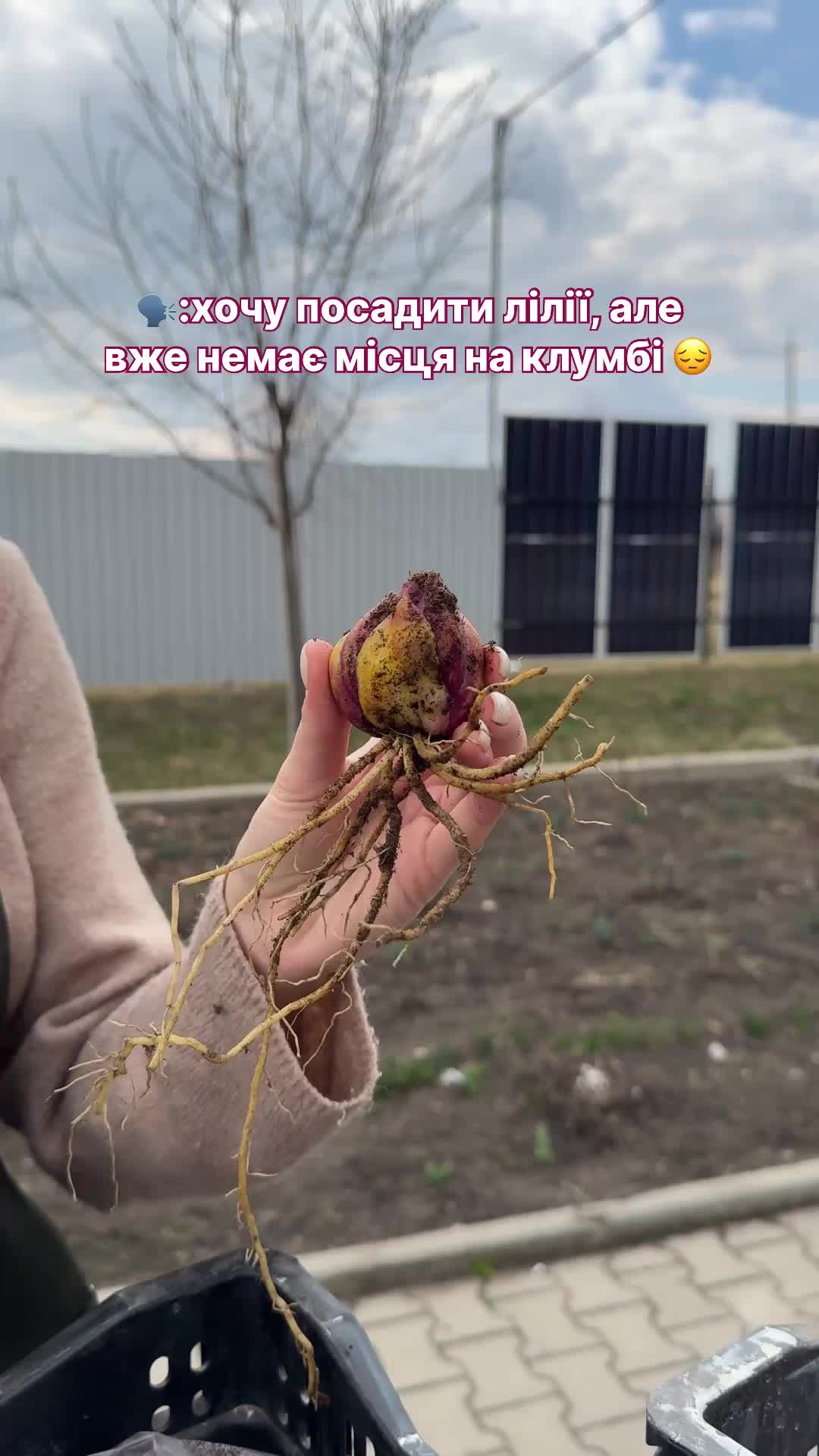 @FLORIUM – Мої Рослини