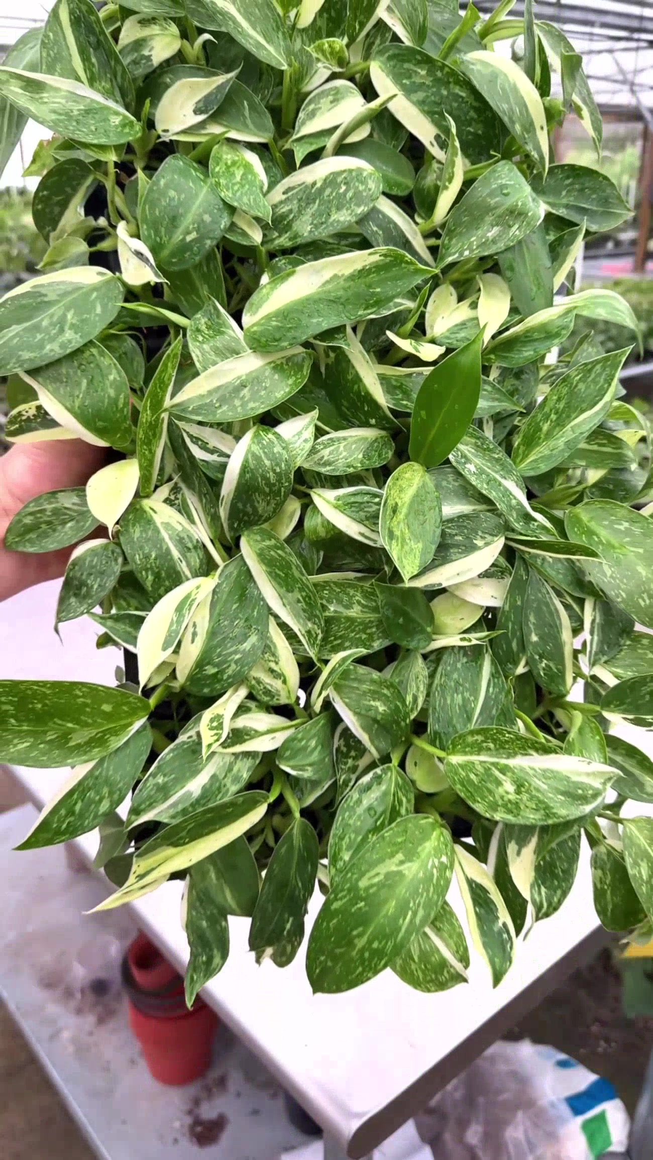 @BWH Plant Co