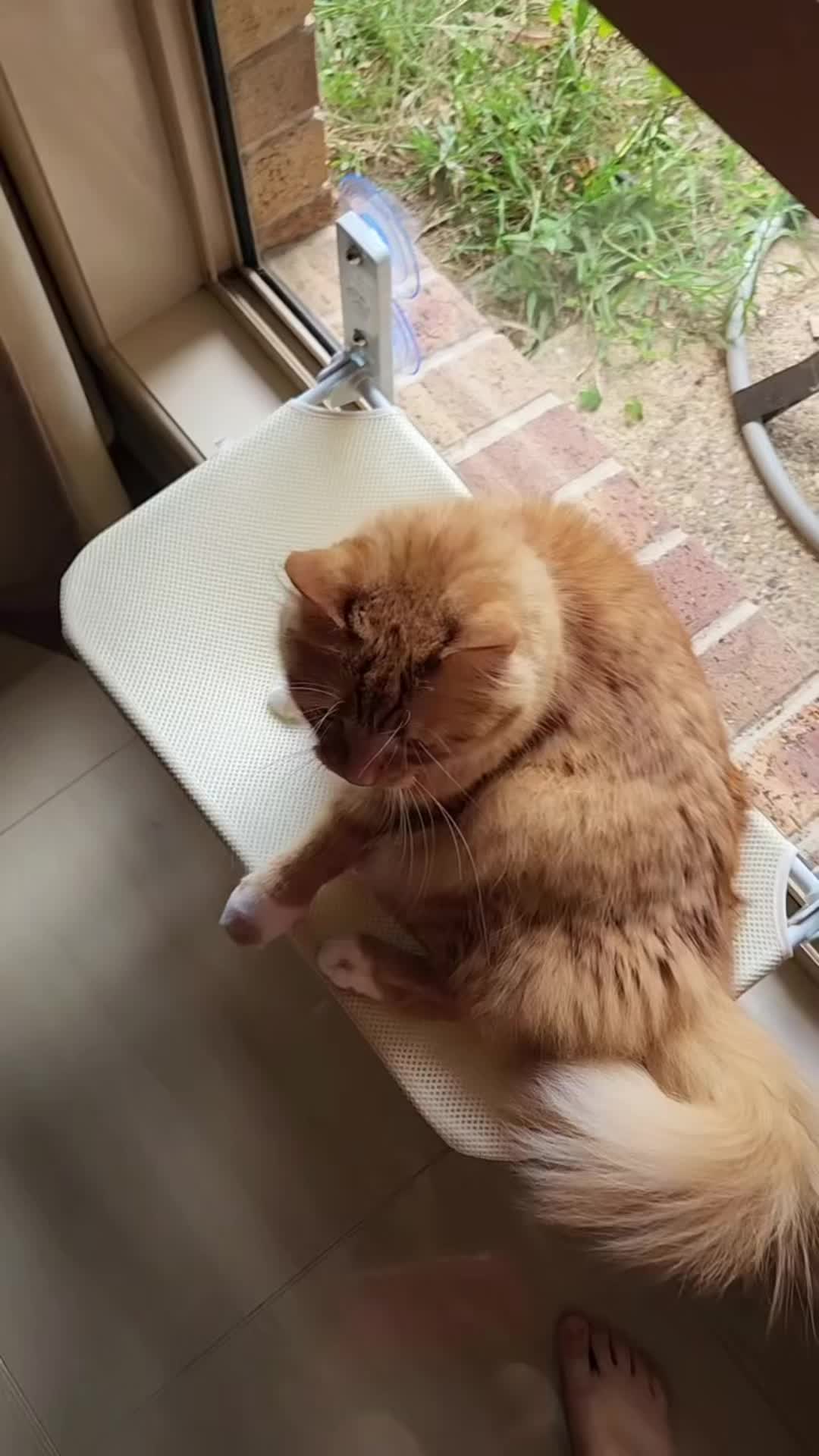 @CAT by Dr Lisa