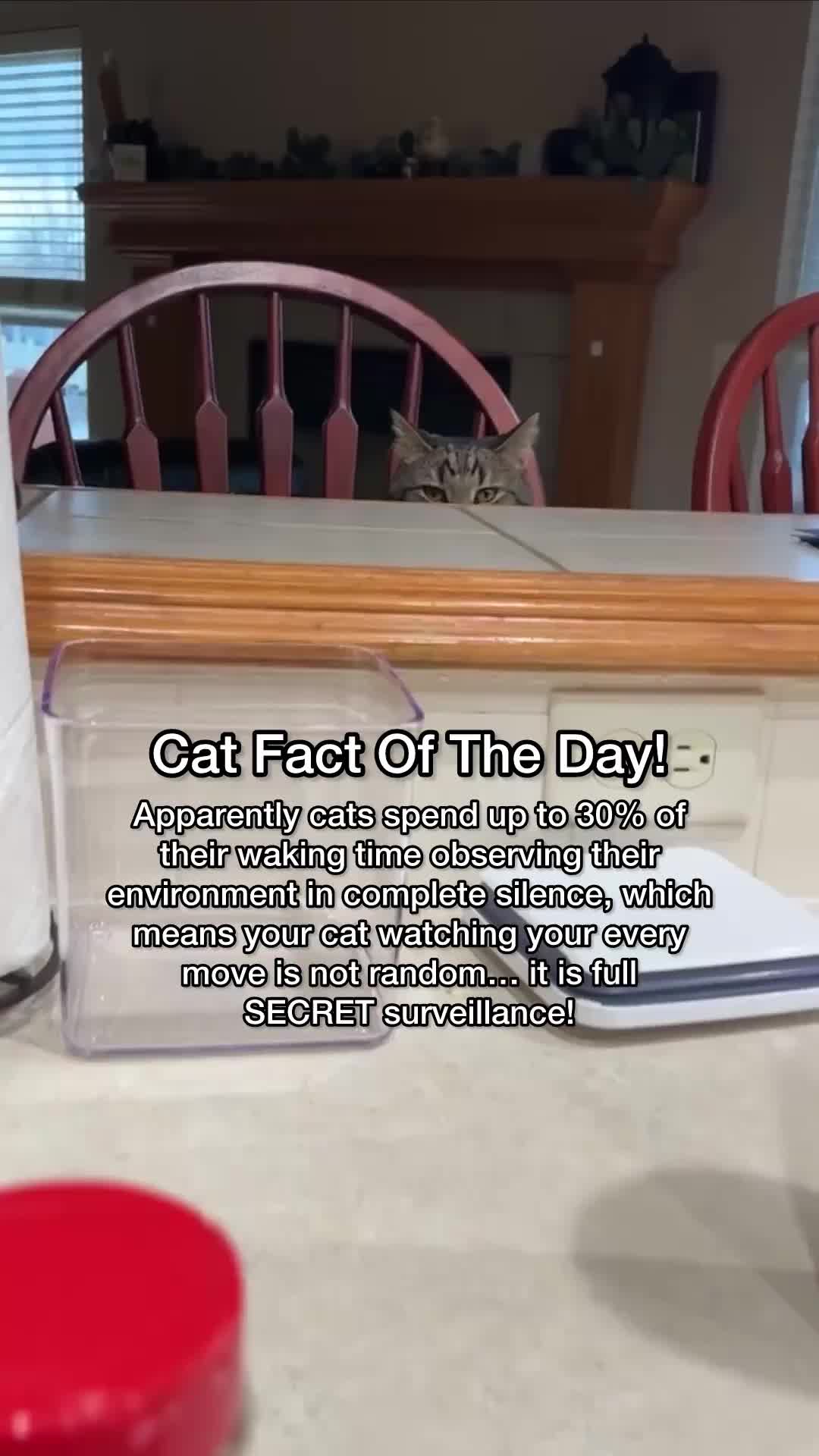 @Chip The Manx