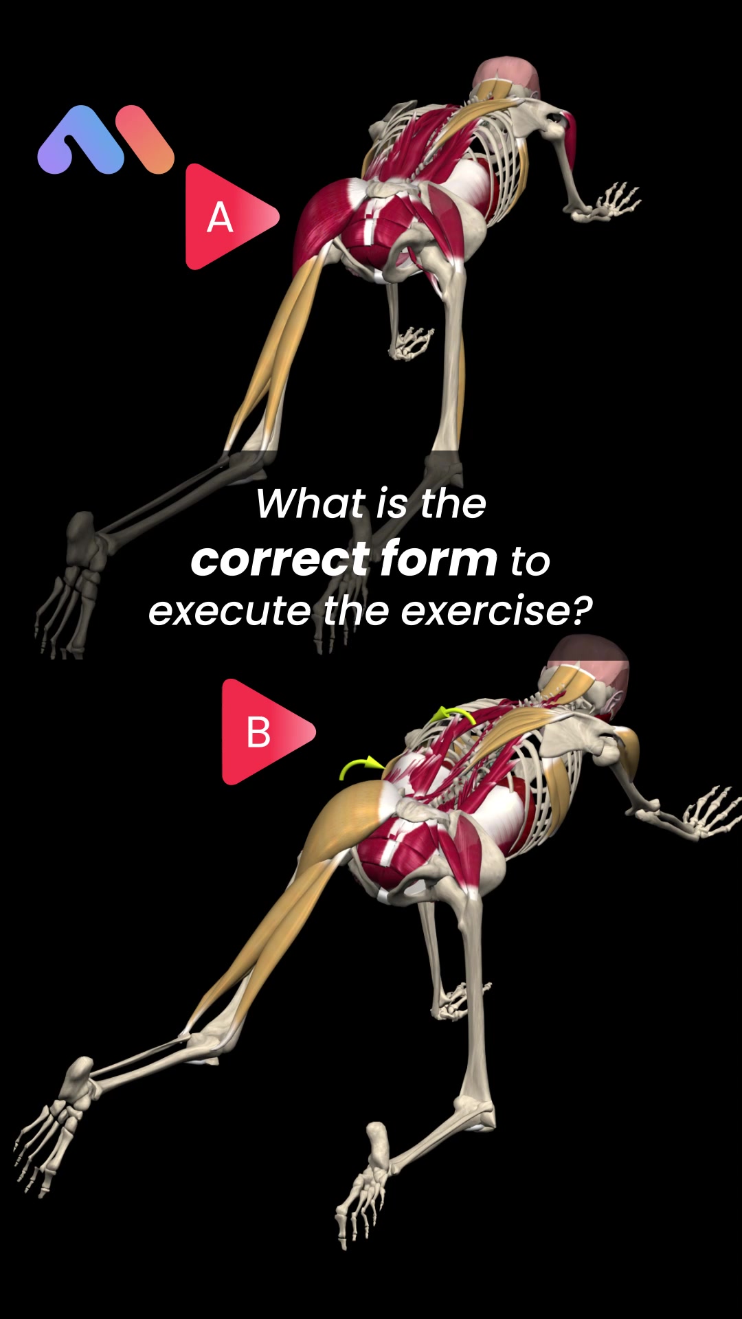 @Muscle & Motion