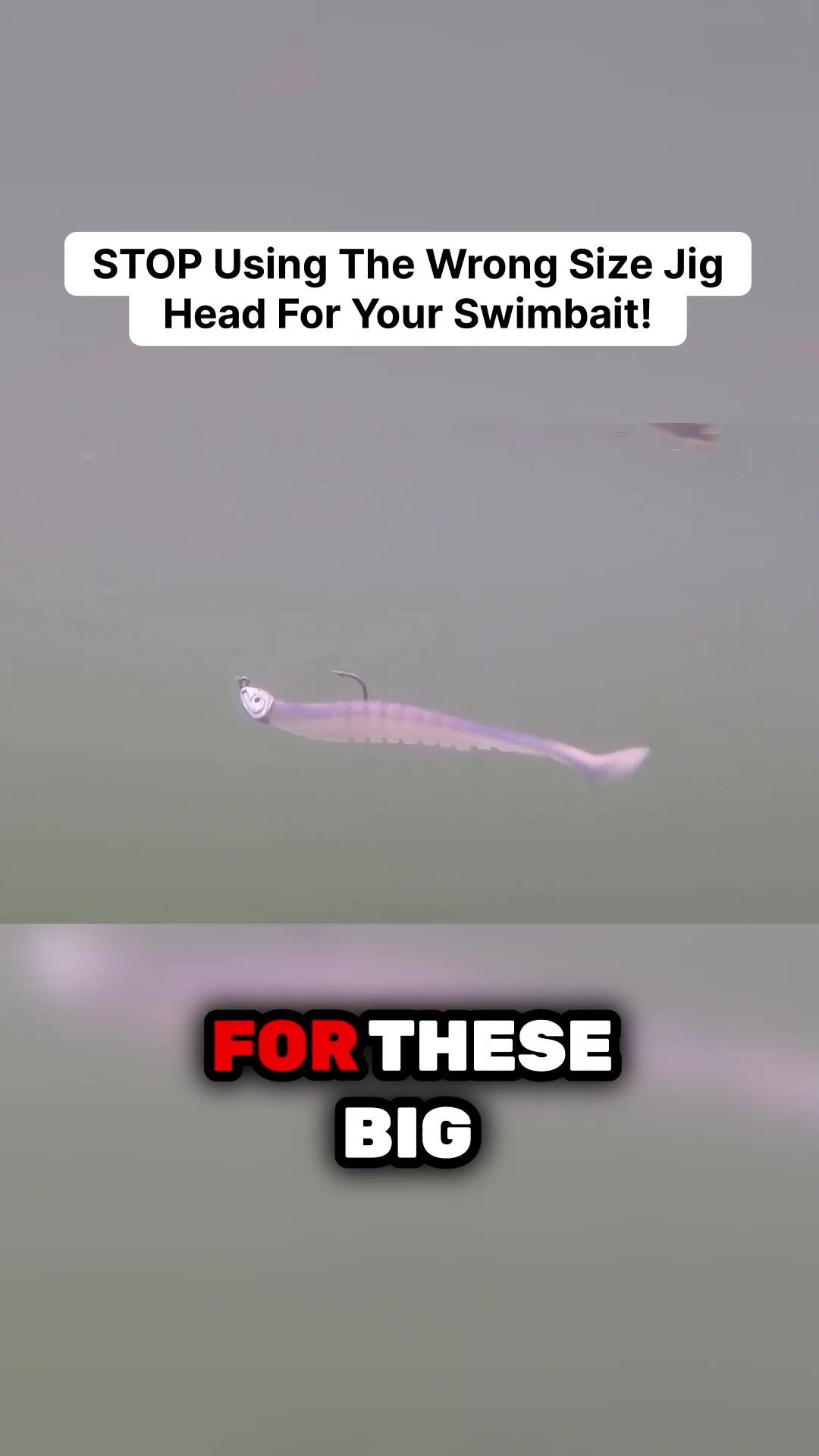 @bassgeek