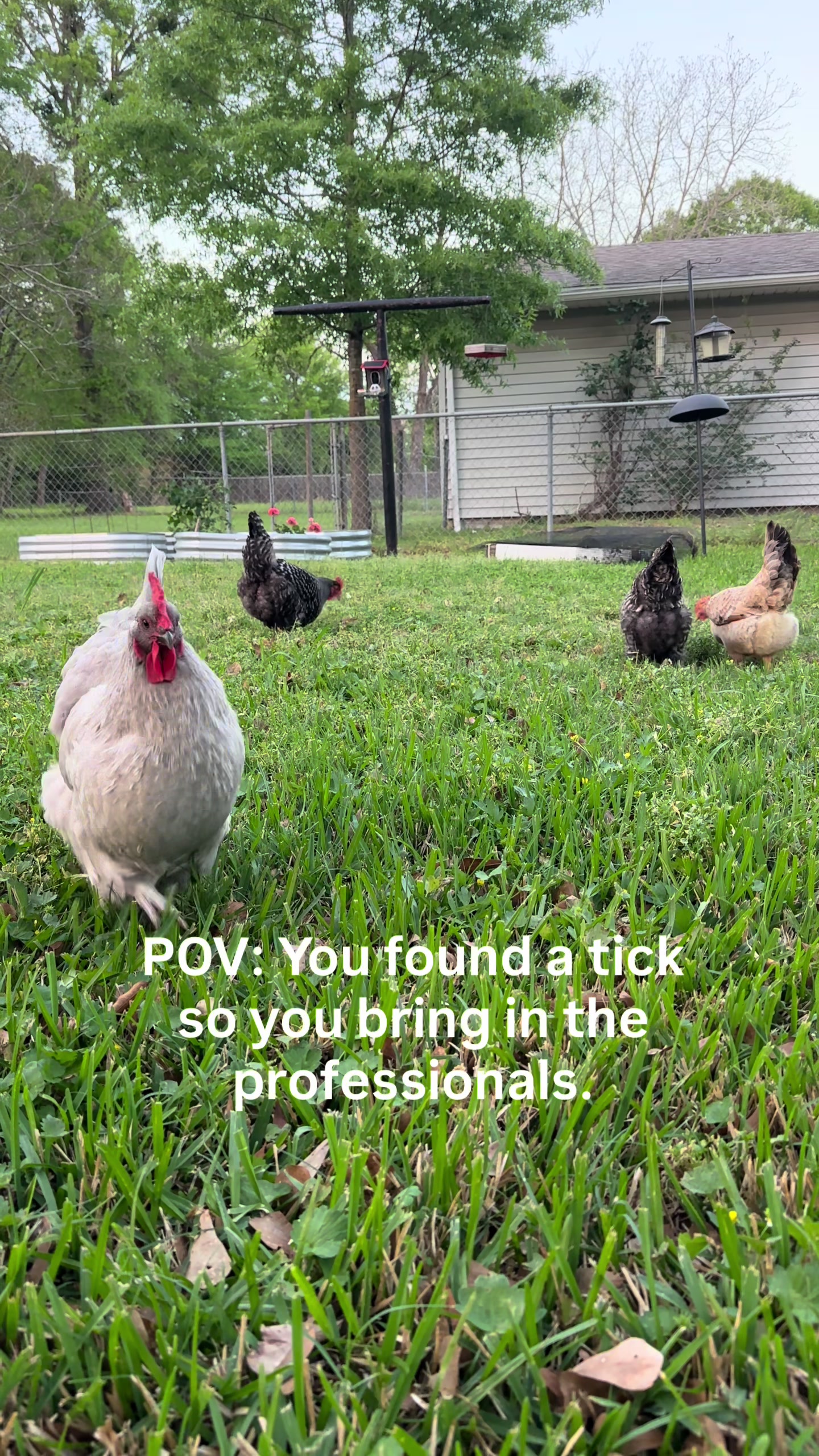 @Scratch and Peck Feeds