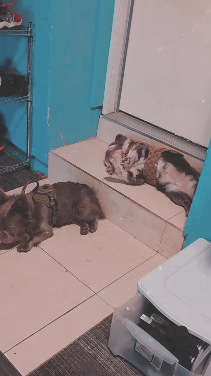 @Ryan’s Studio | Pet & Art