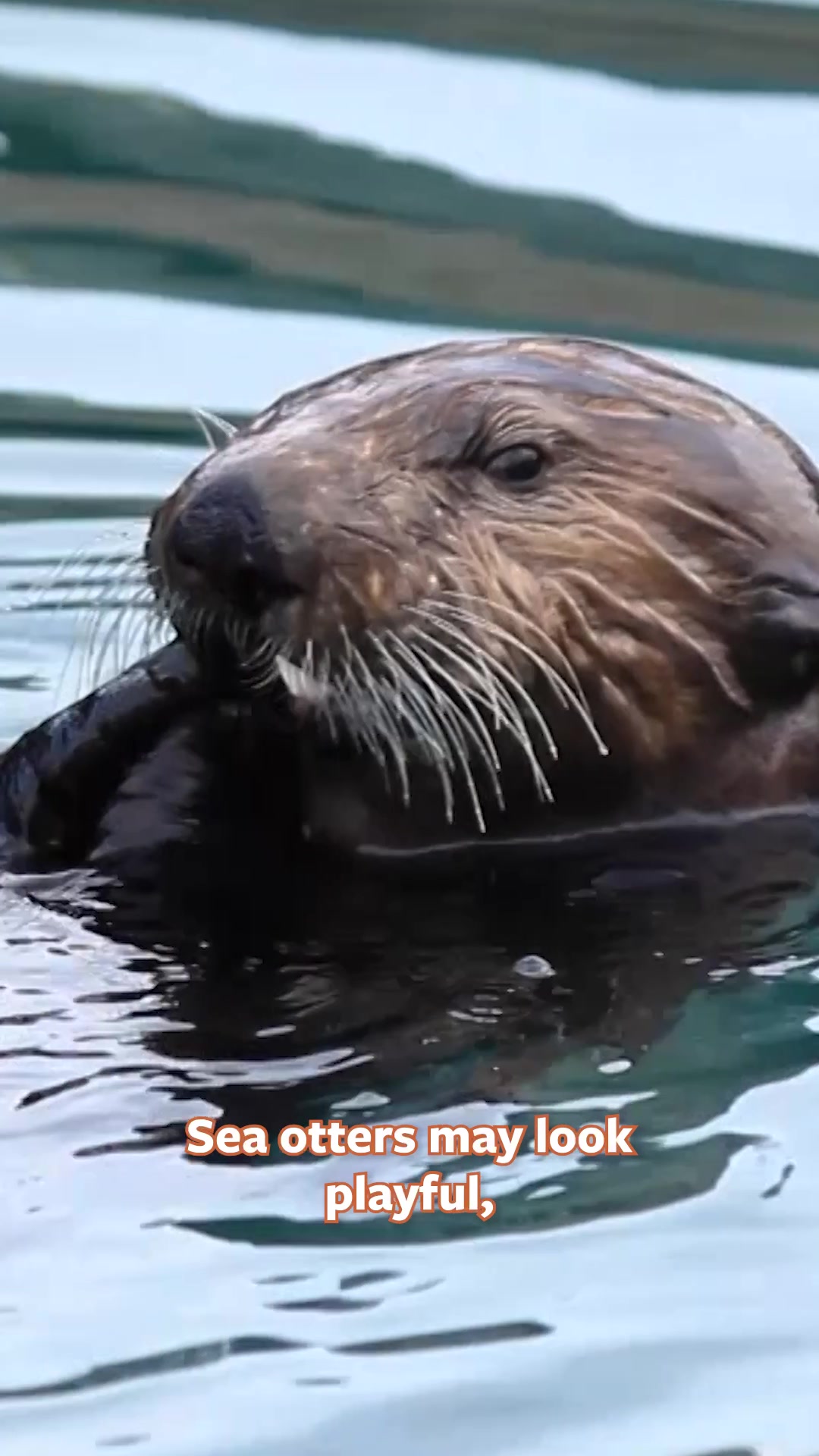 @Mutual of Omaha's Wild Kingdom