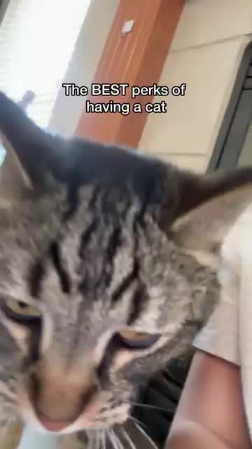 @Chip The Manx