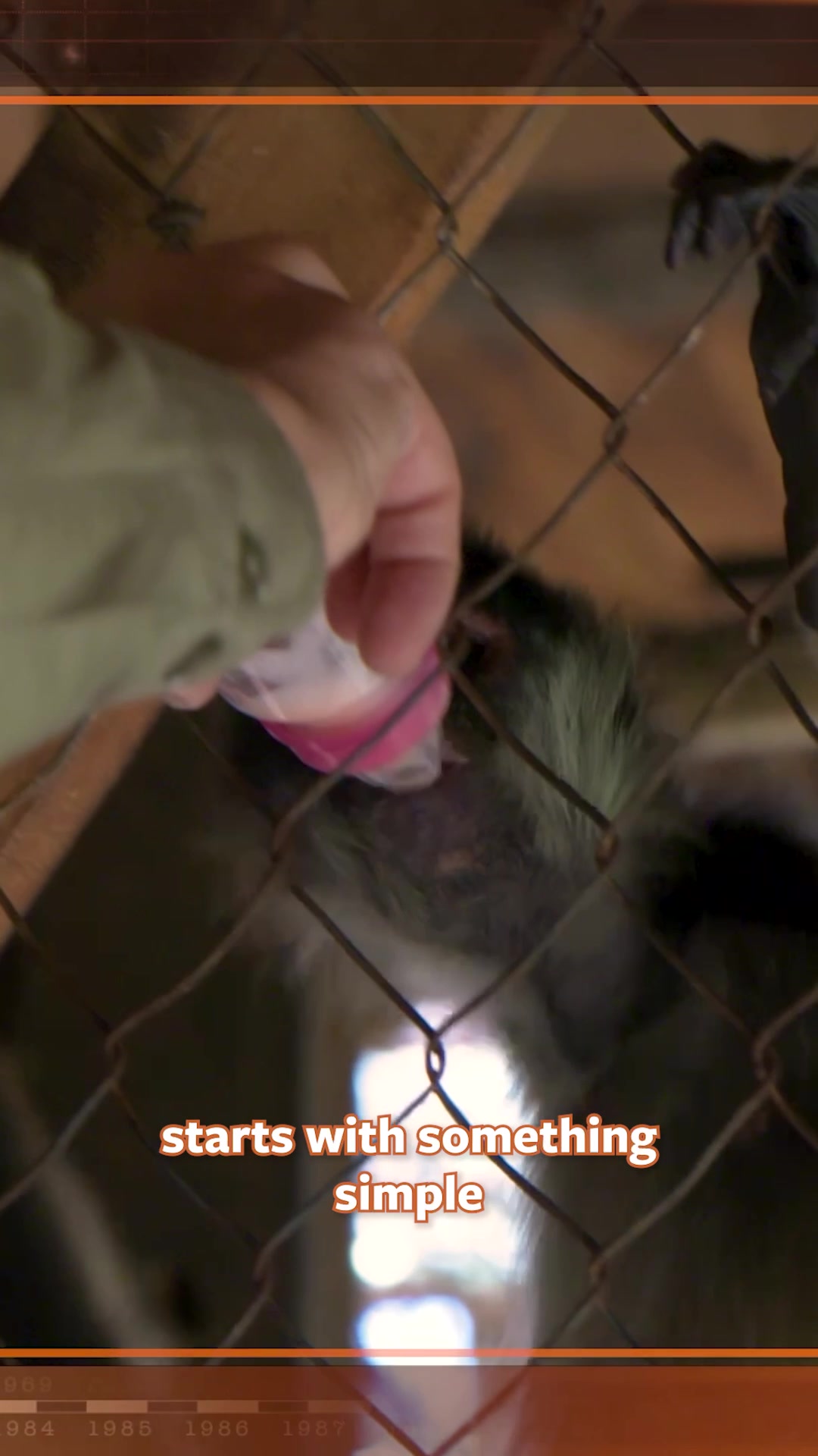 @Mutual of Omaha's Wild Kingdom