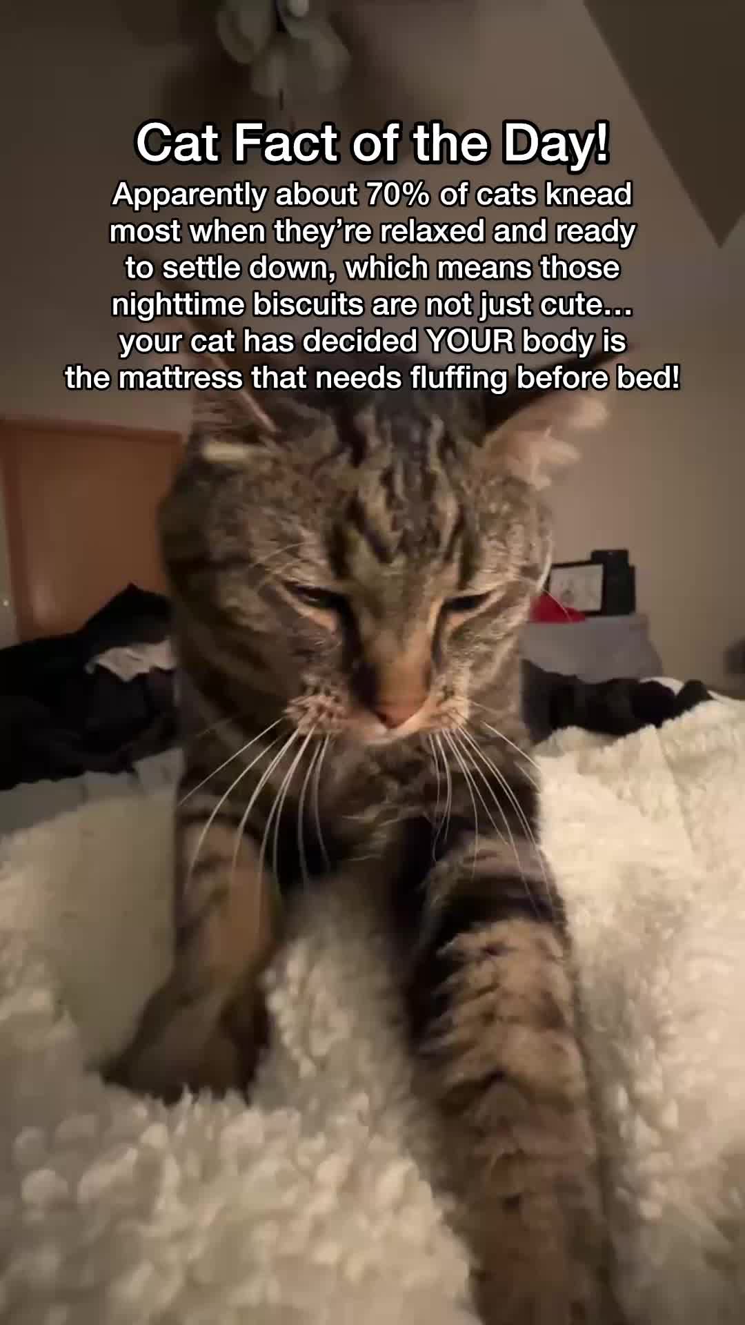 @Chip The Manx