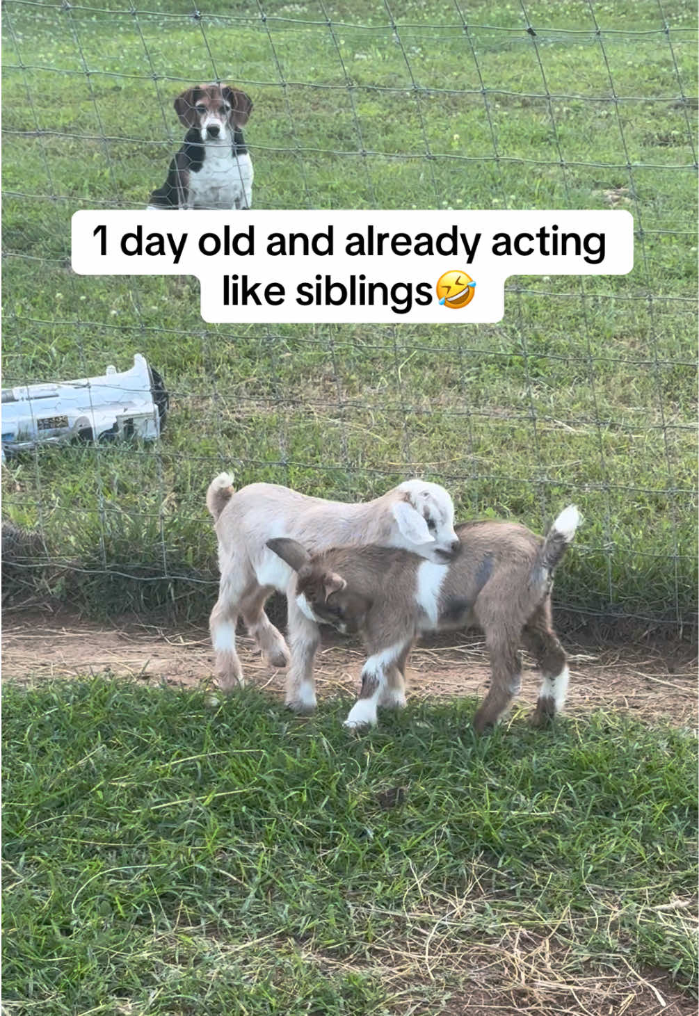 @Momma Tay🐐🐓👩🏼&zwj;🌾💕