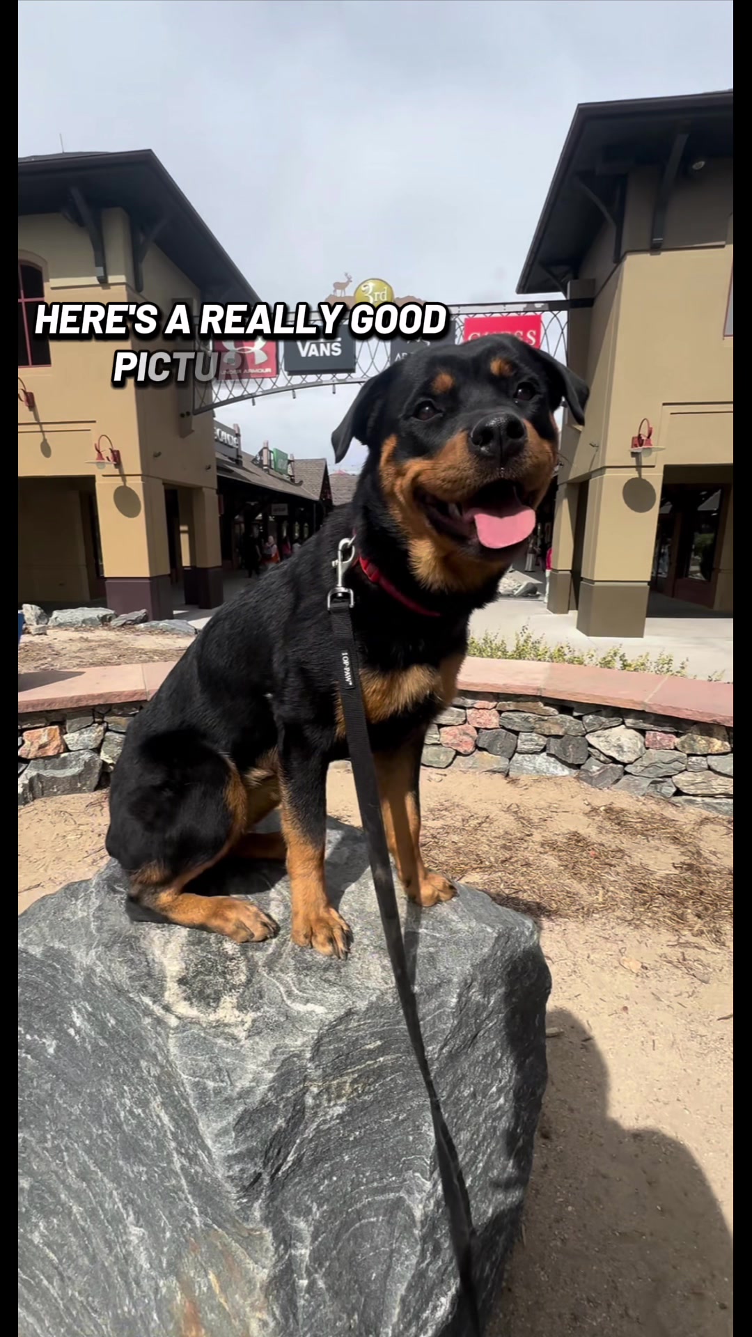 @tylerthek9trainer