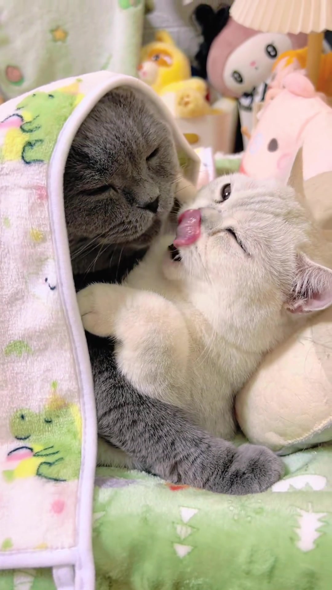 @The Kitten Council 😻😻