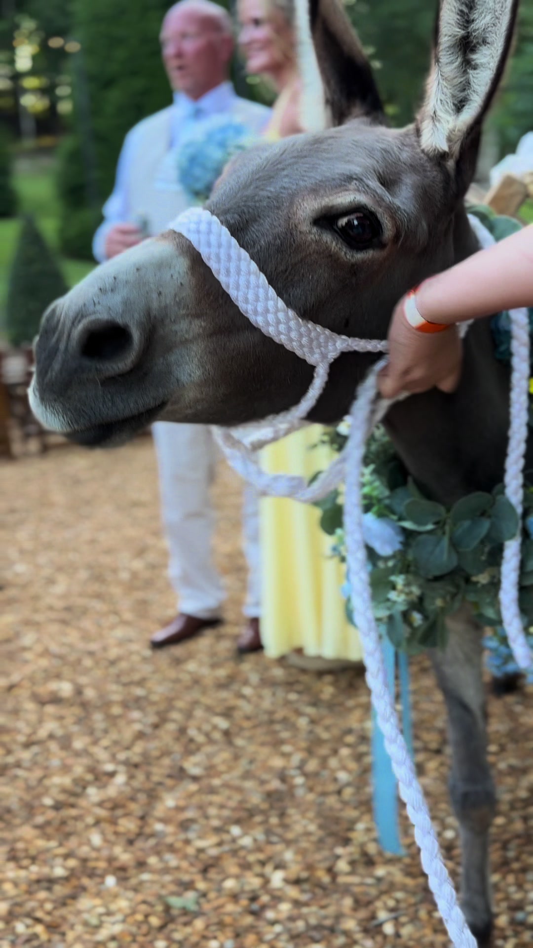 @Hall Farms Weddings and Events