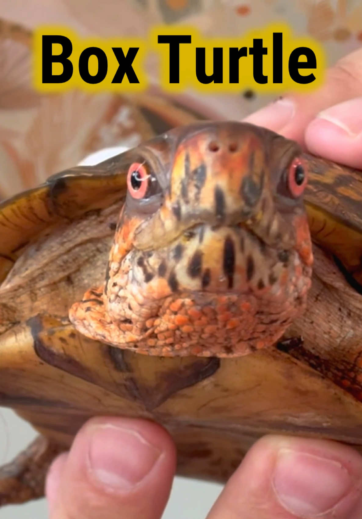 @Tommys_reptiles