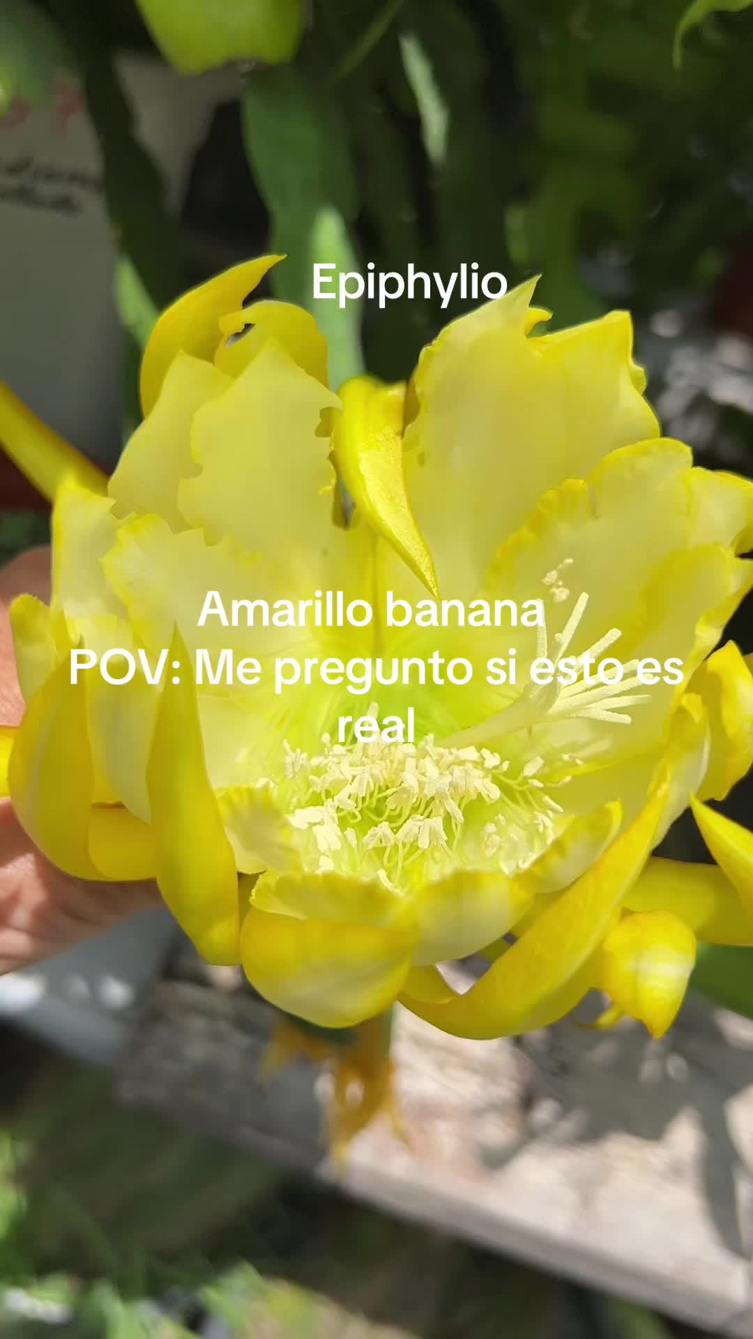 @Maria succulents 🕊️🐚
