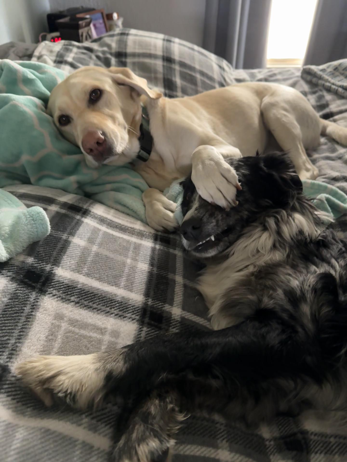 @K9 Dina