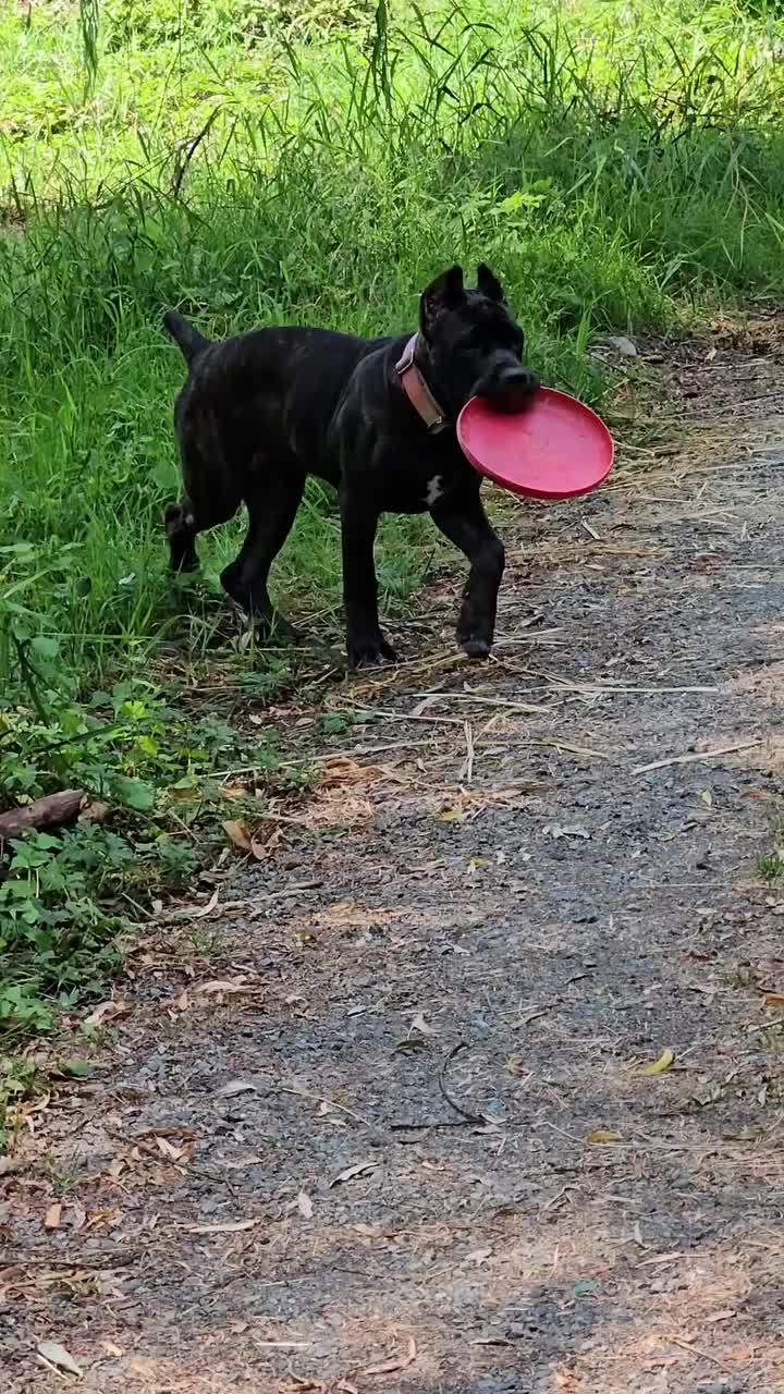 @SalmonCreekCaneCorso