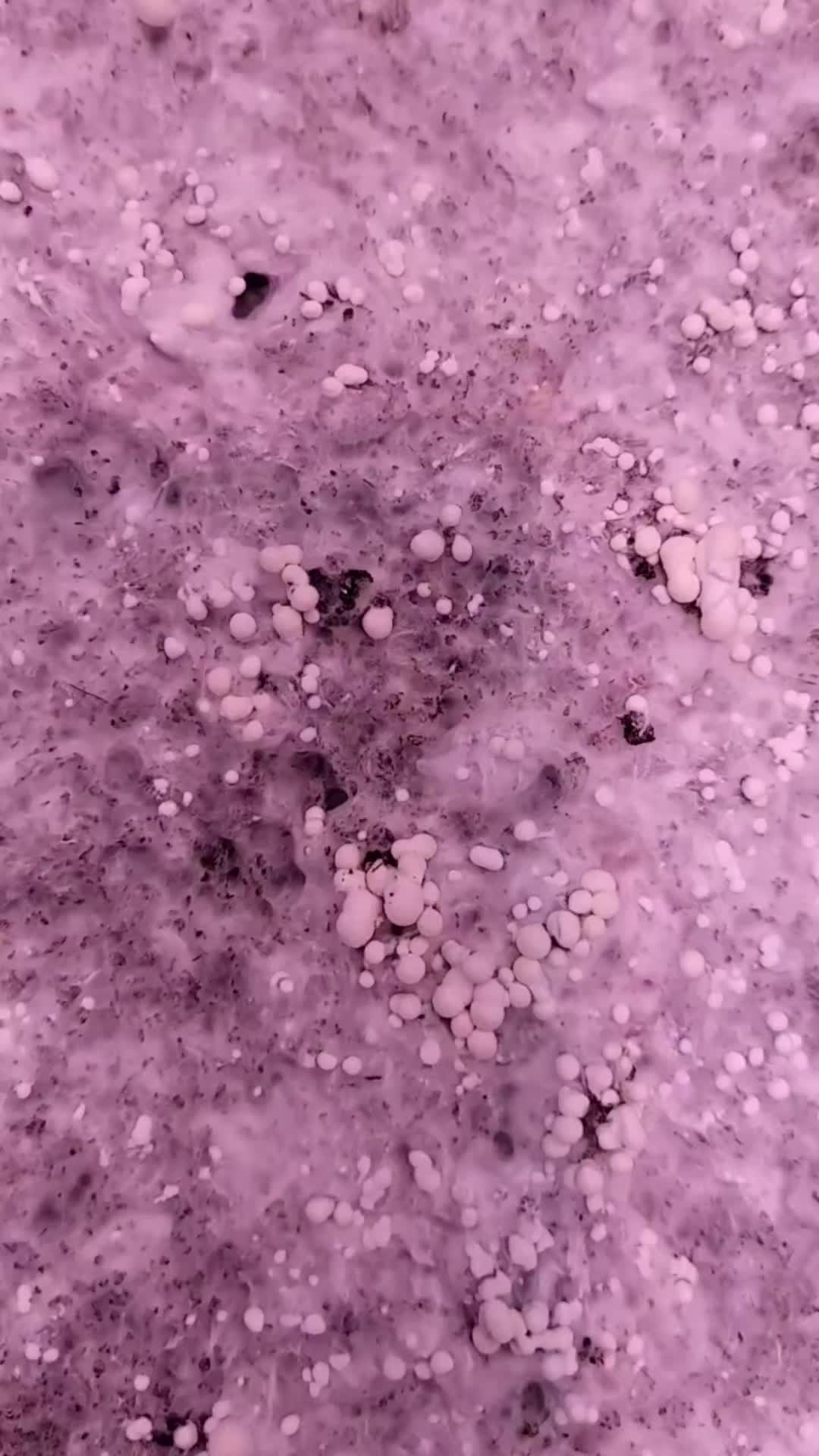 @Sporezilla666