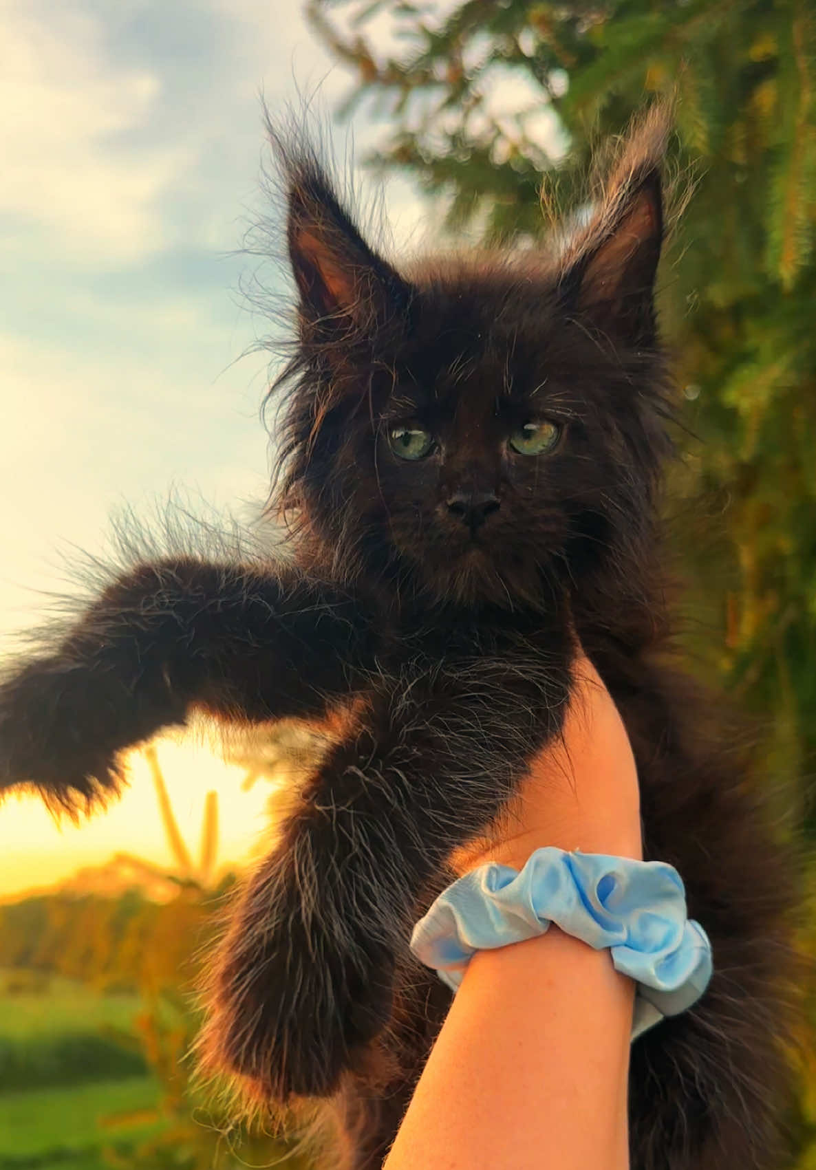 @Mossy&ensp;Cottage&ensp;Maine&ensp;Coons&ensp;🌙