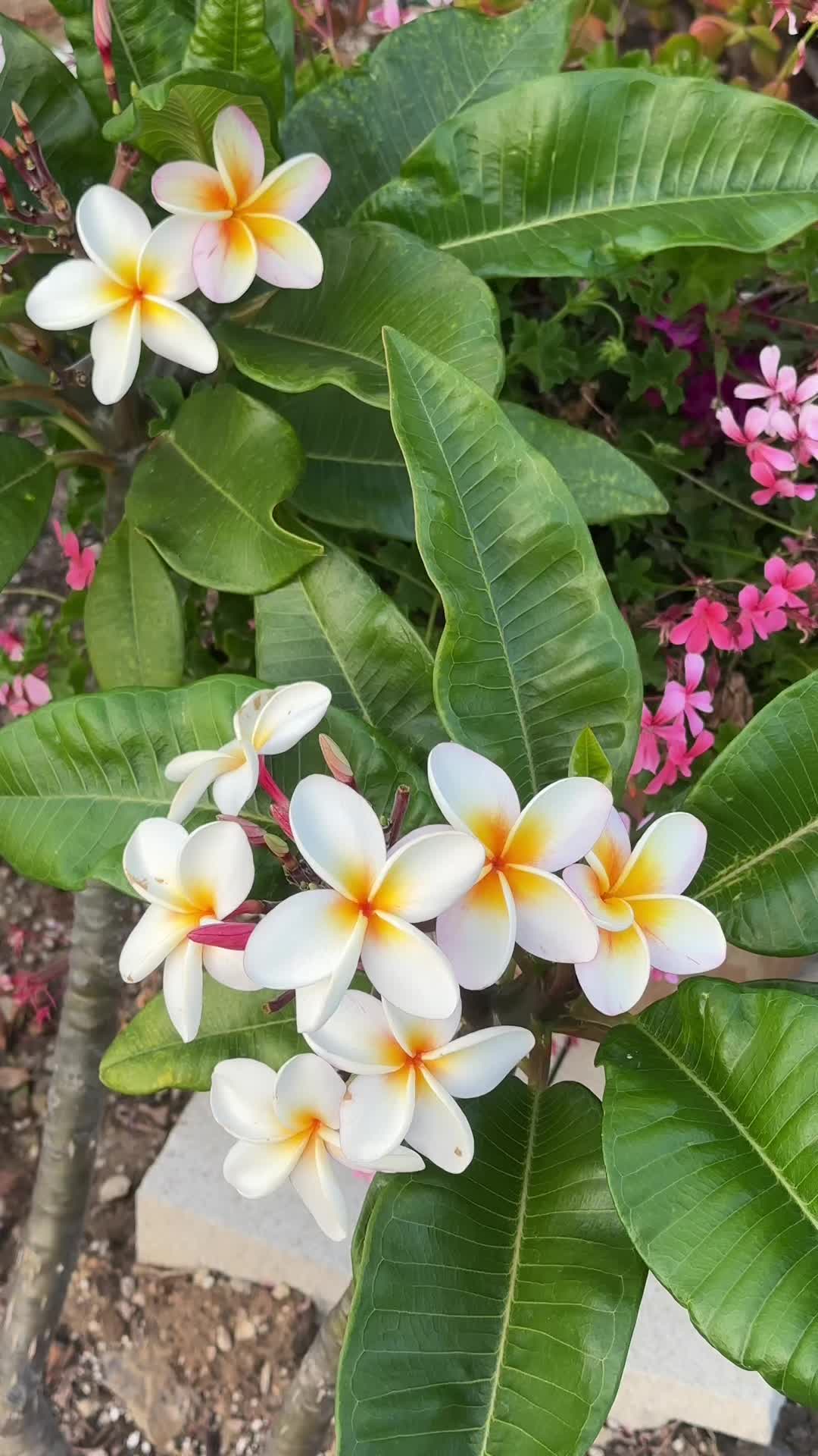 @Fruitgoop