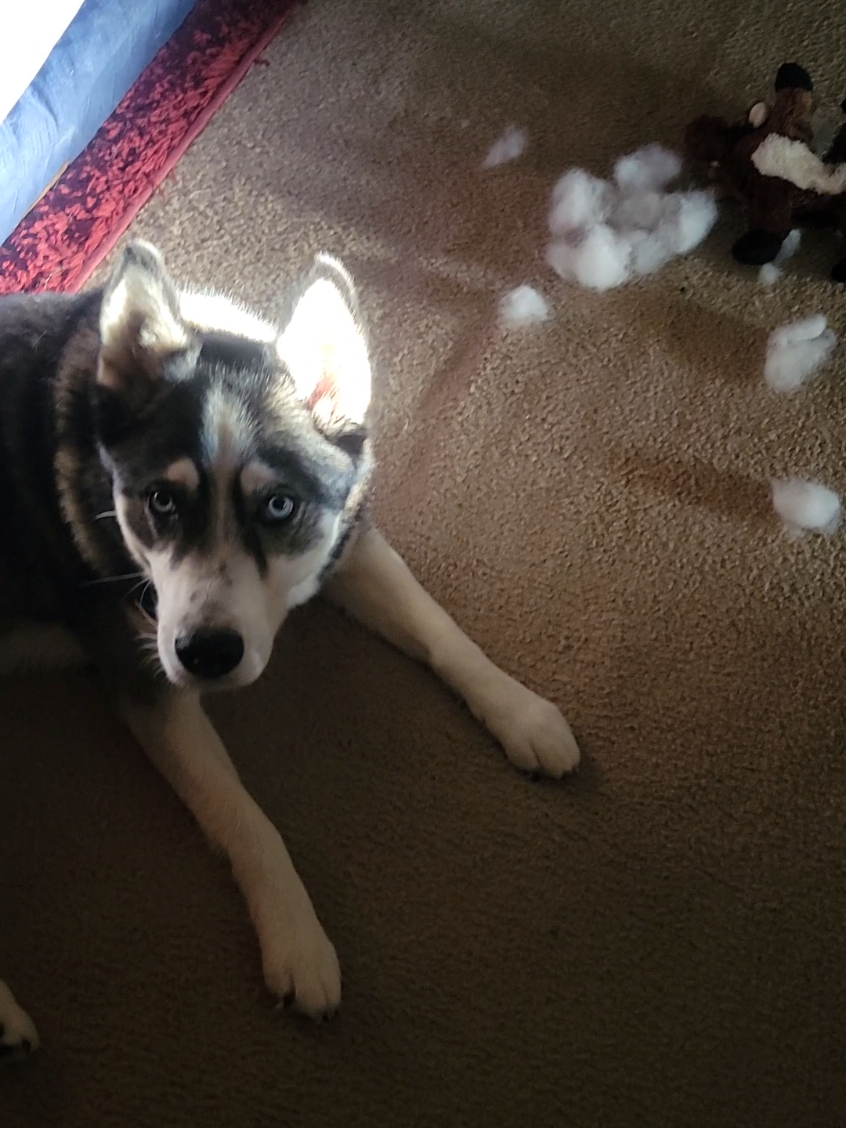 @the Hussey Husky