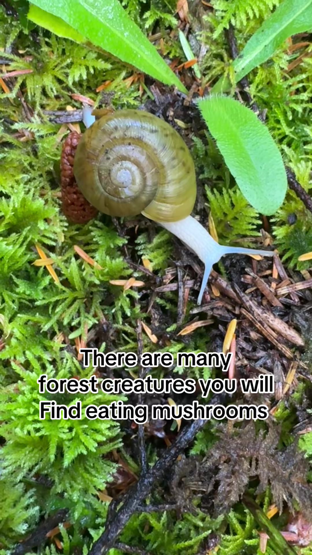 @Fungusamungus