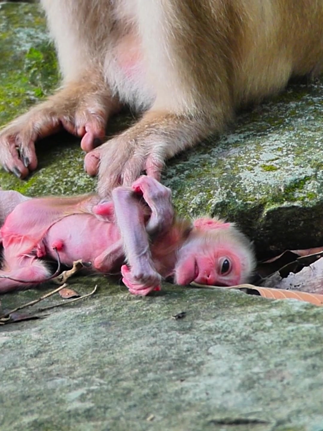 @Monkey Discovery