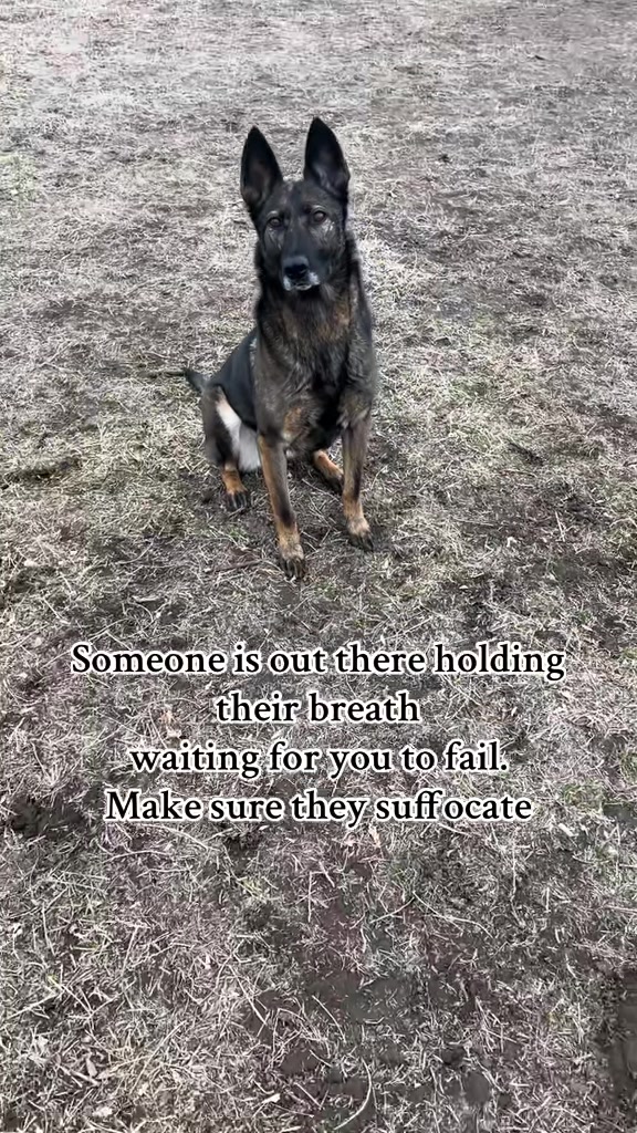@K9 Dina