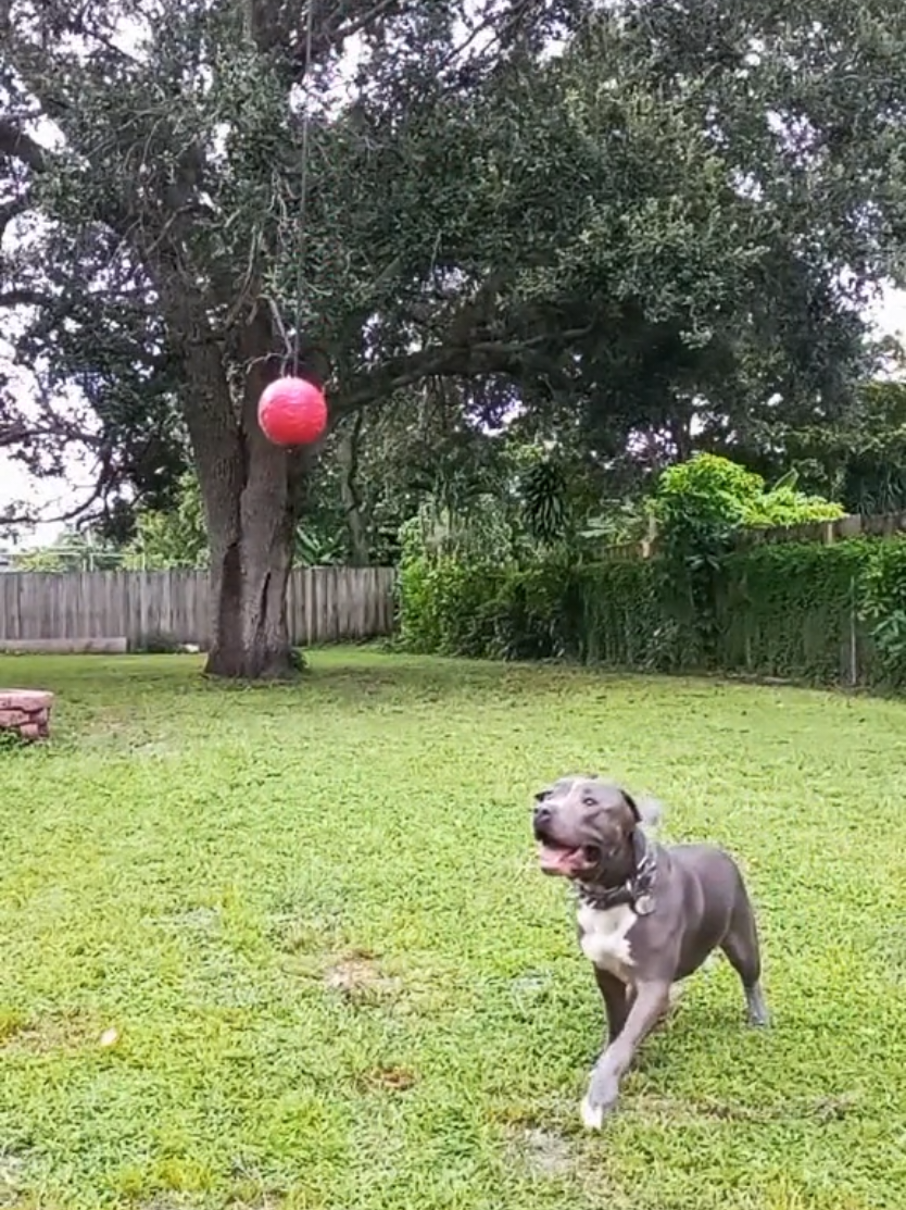 @Just Loko 🐶🐕😍