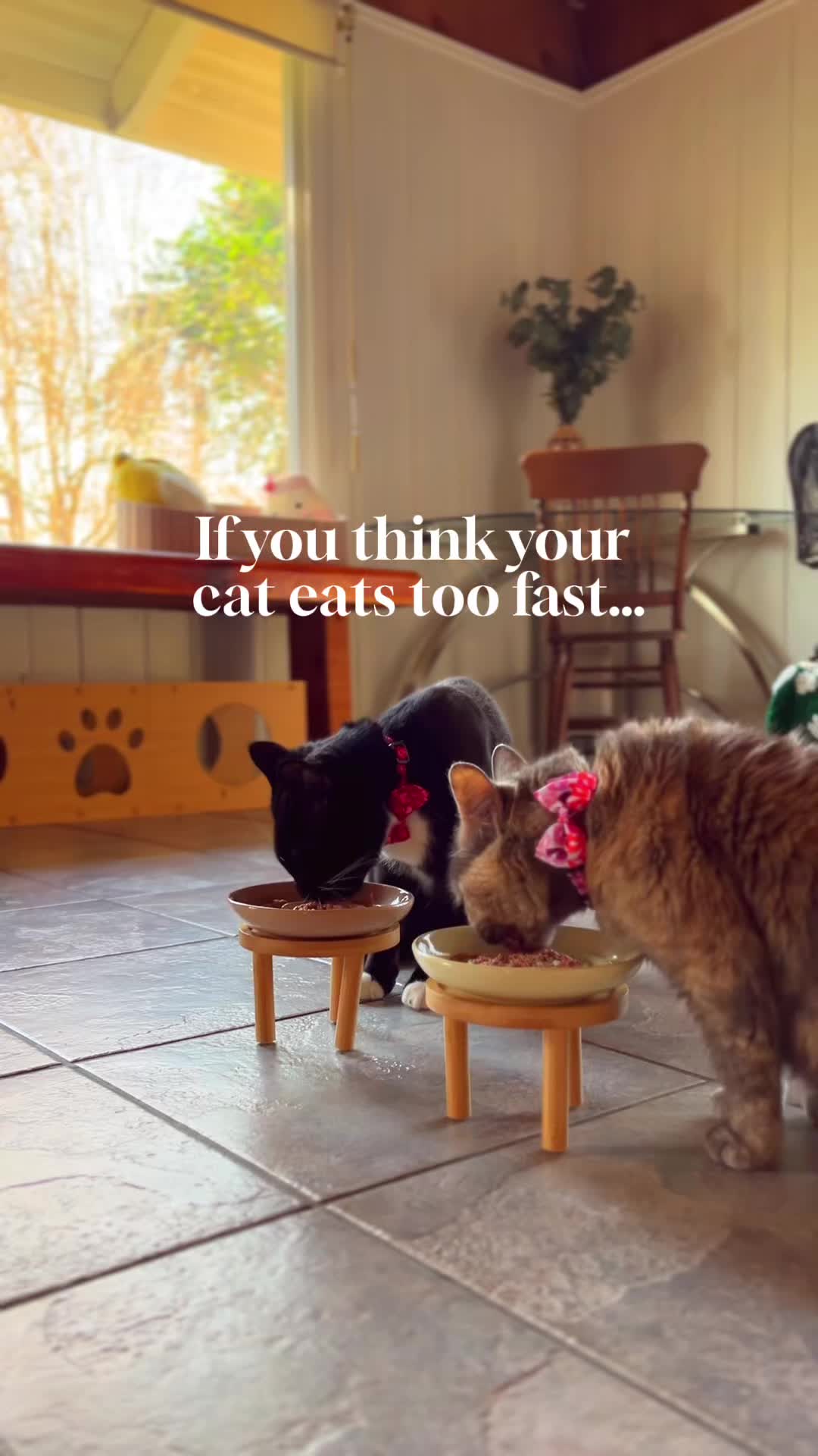 @happyhousecat