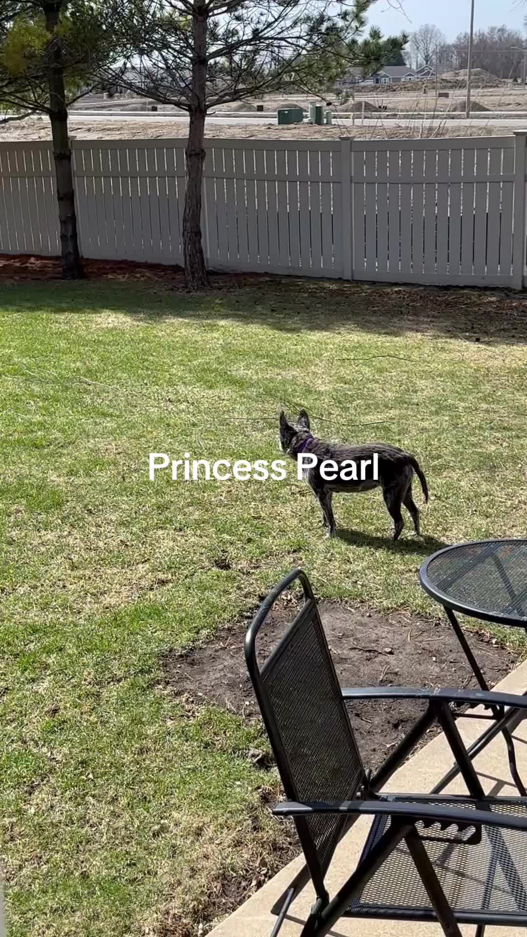 @disneyautismmom